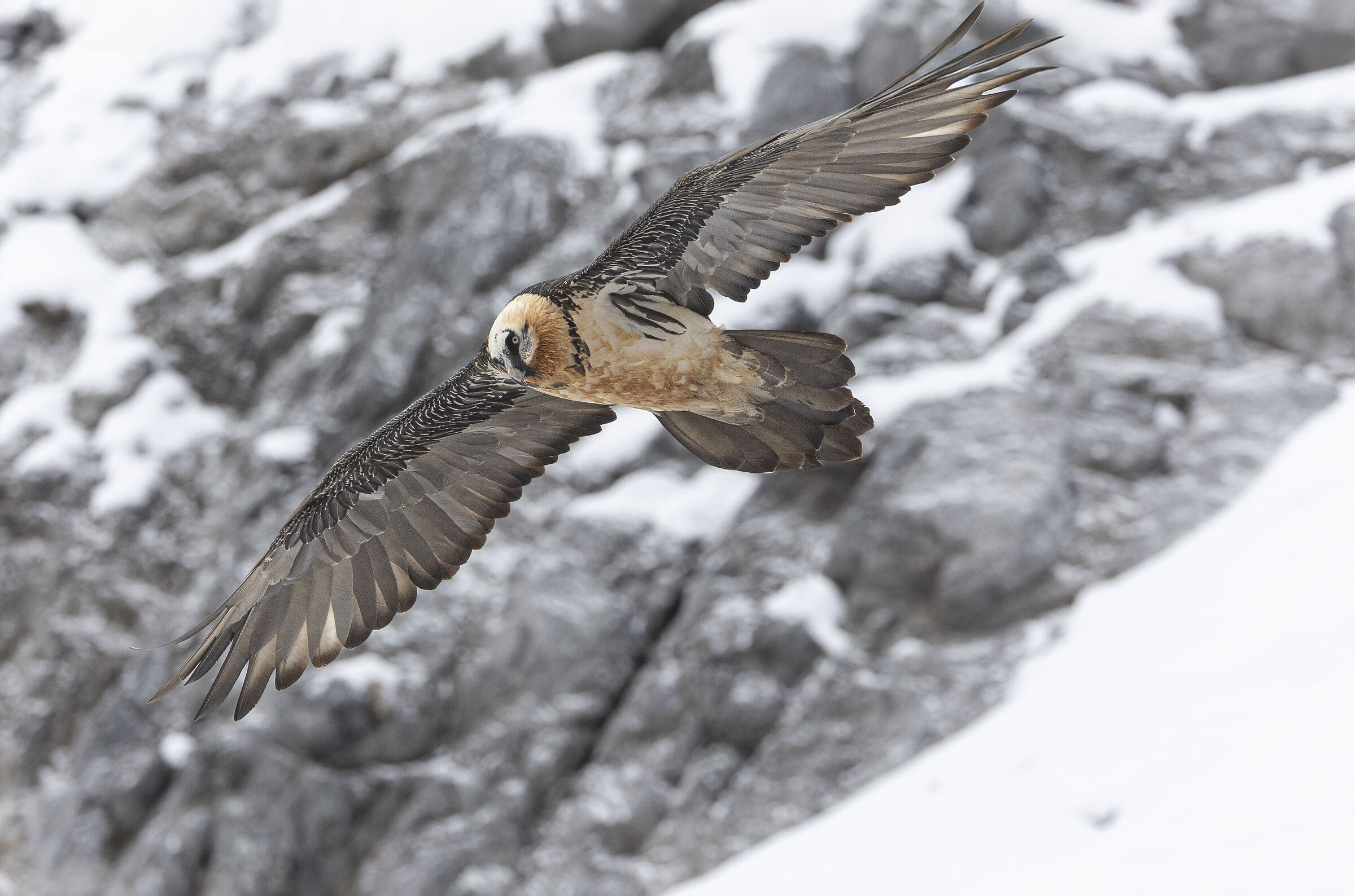 The Bearded Vulture and the Snow, 1 October 2025