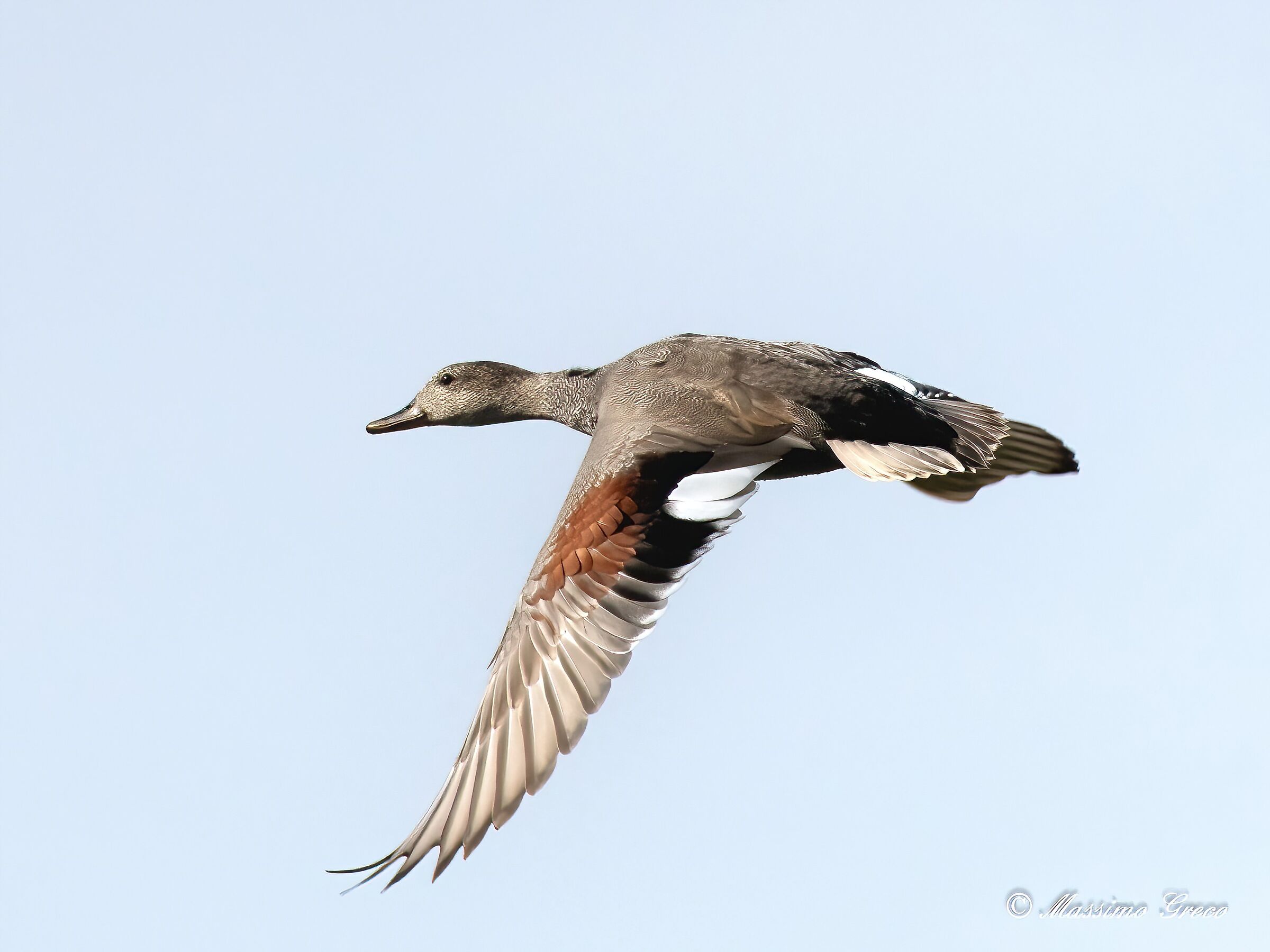 Canapiglia (Mareca strepera)