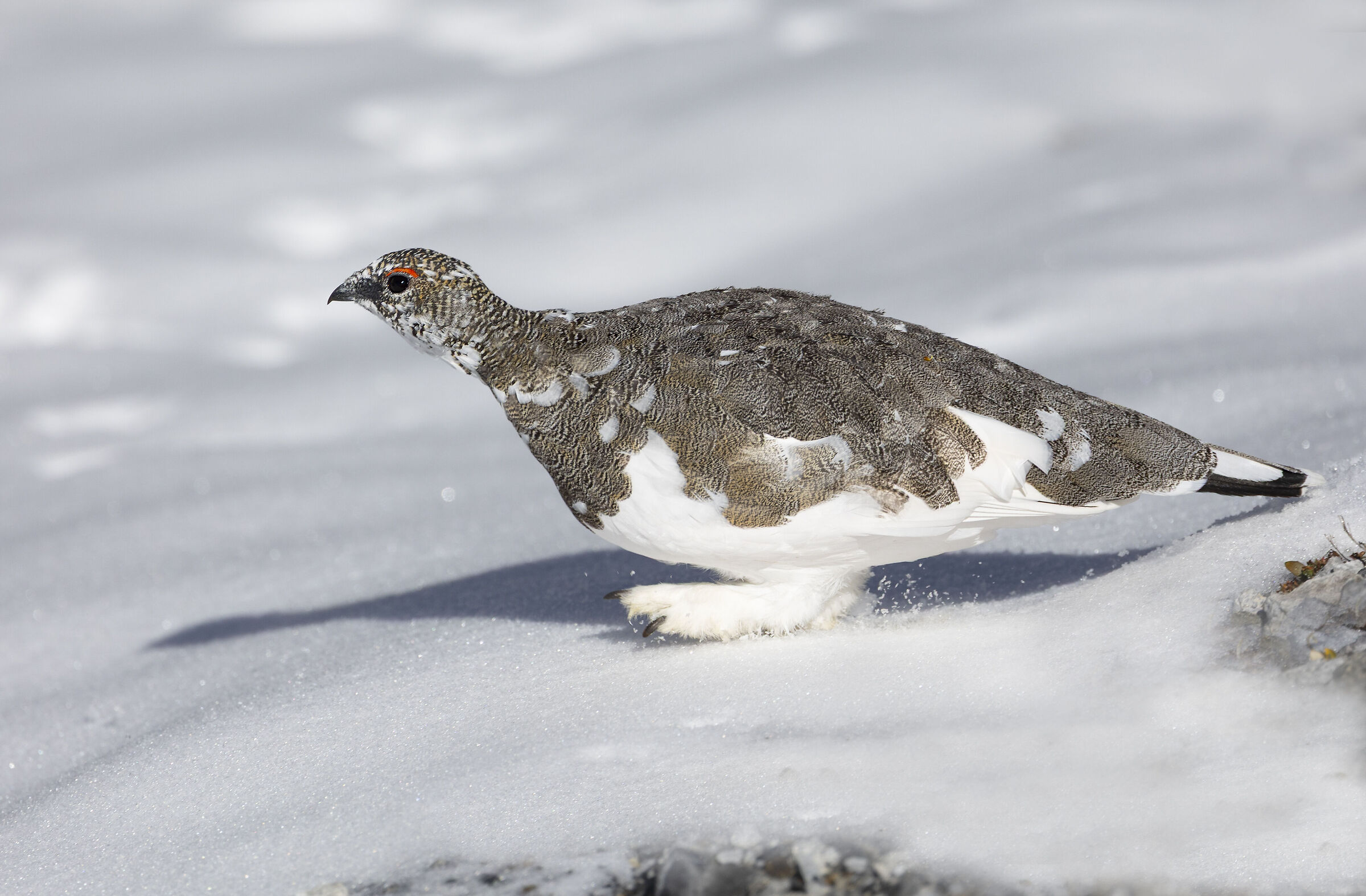 First steps in the snow, ptarmigan September 2025