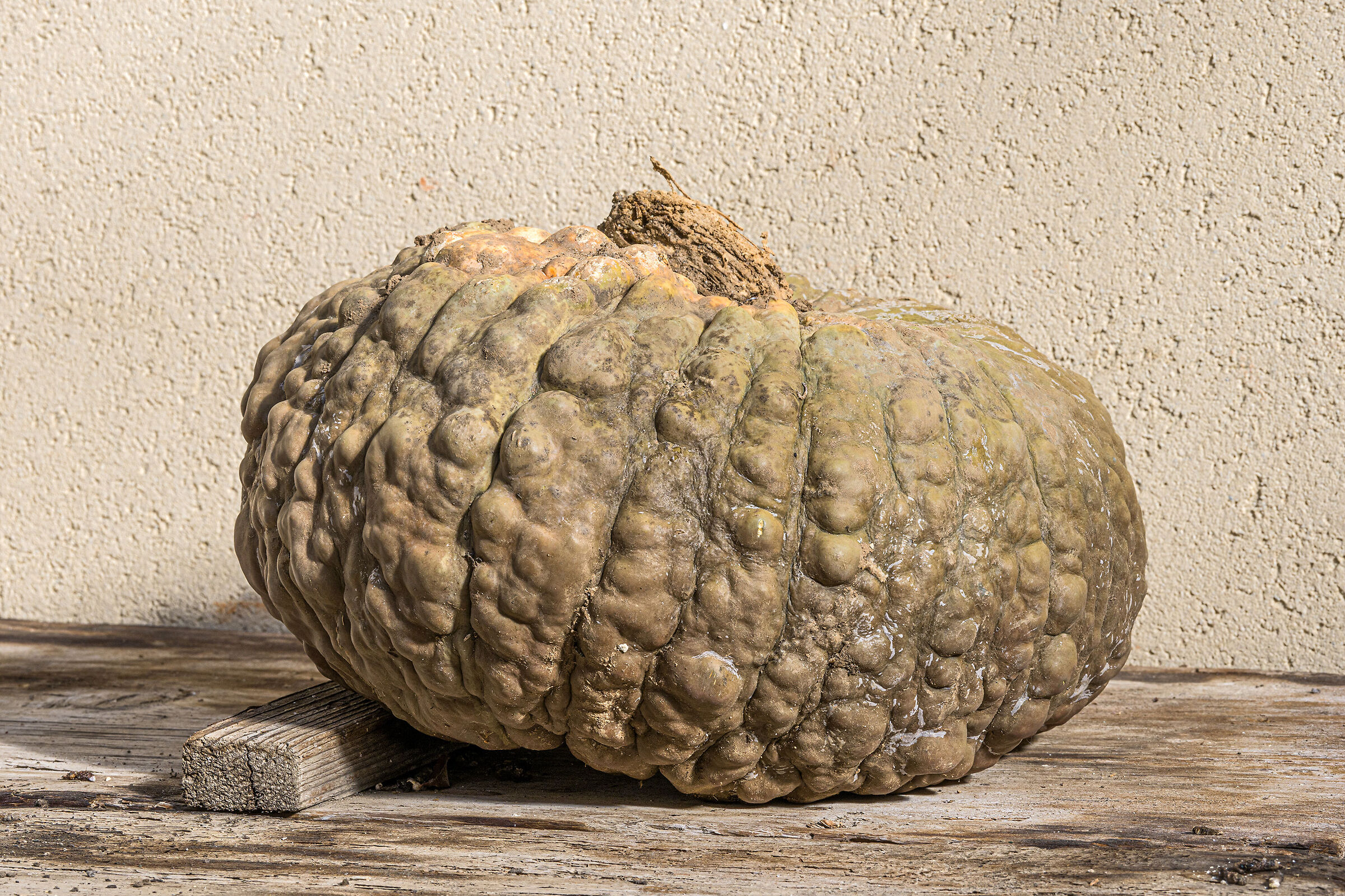 The pumpkin