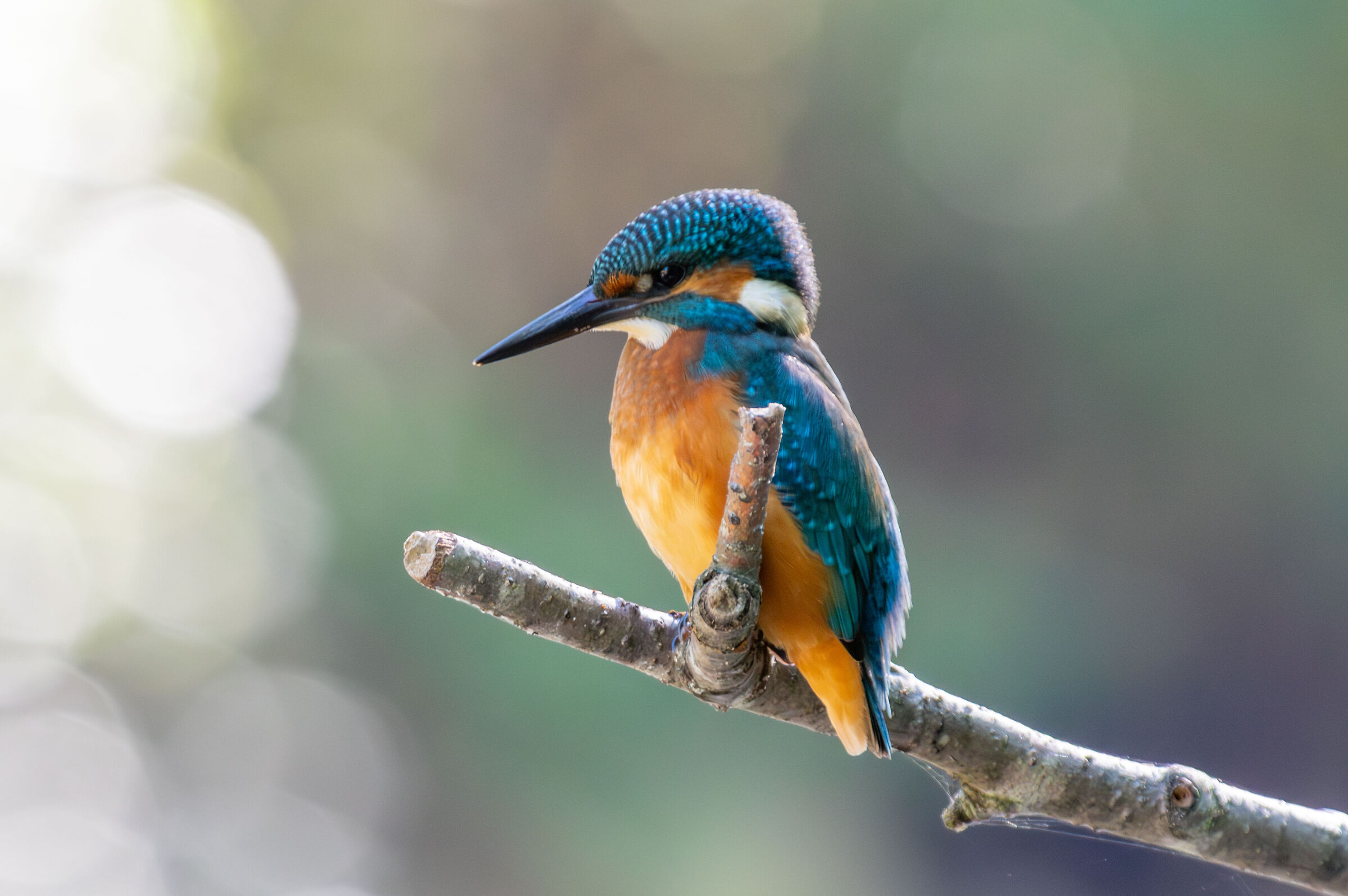 Kingfisher