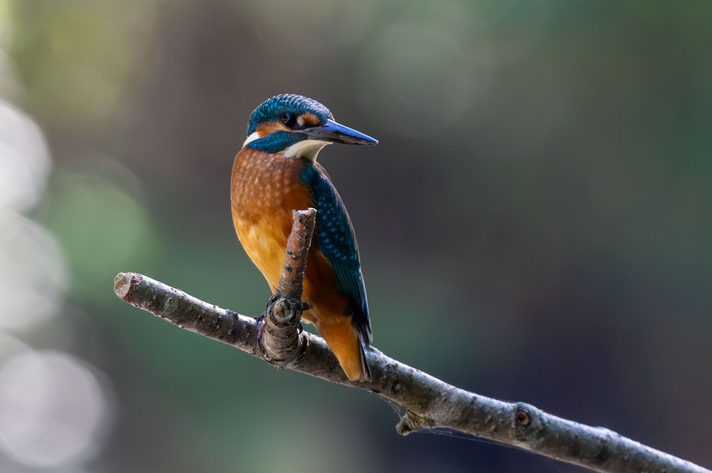 Kingfisher