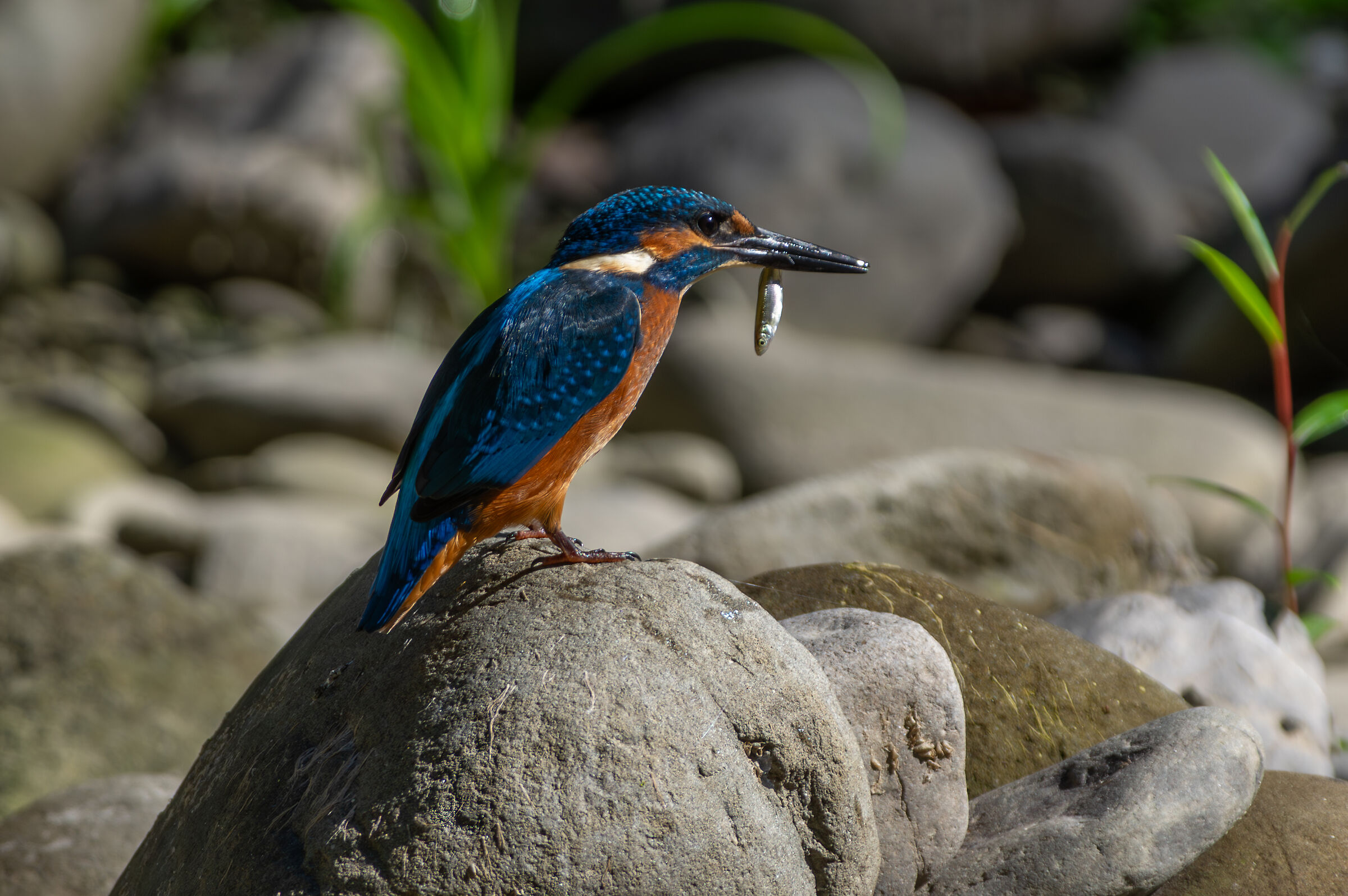 Kingfisher