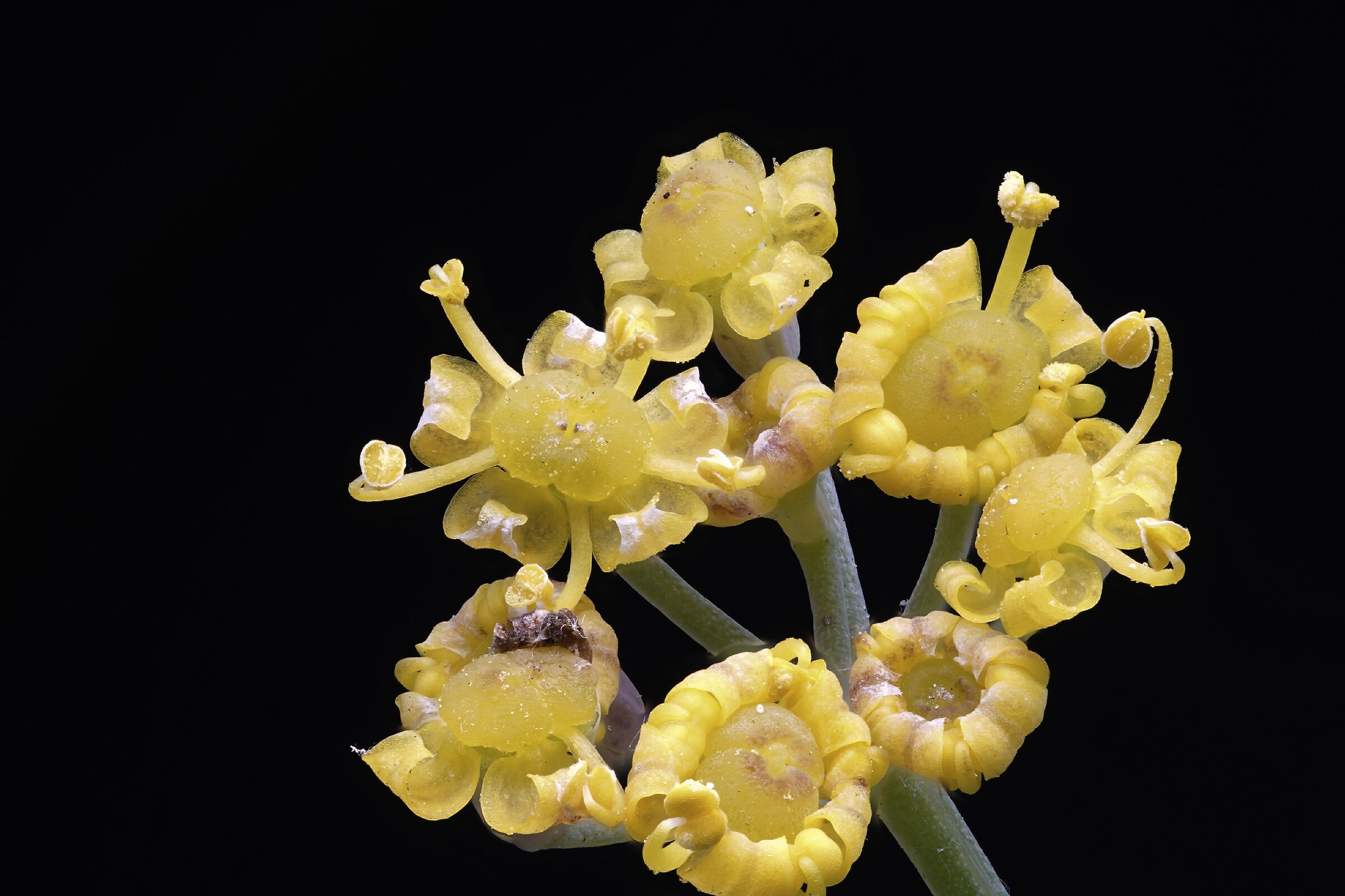 Ferula communis o finocchiaccio