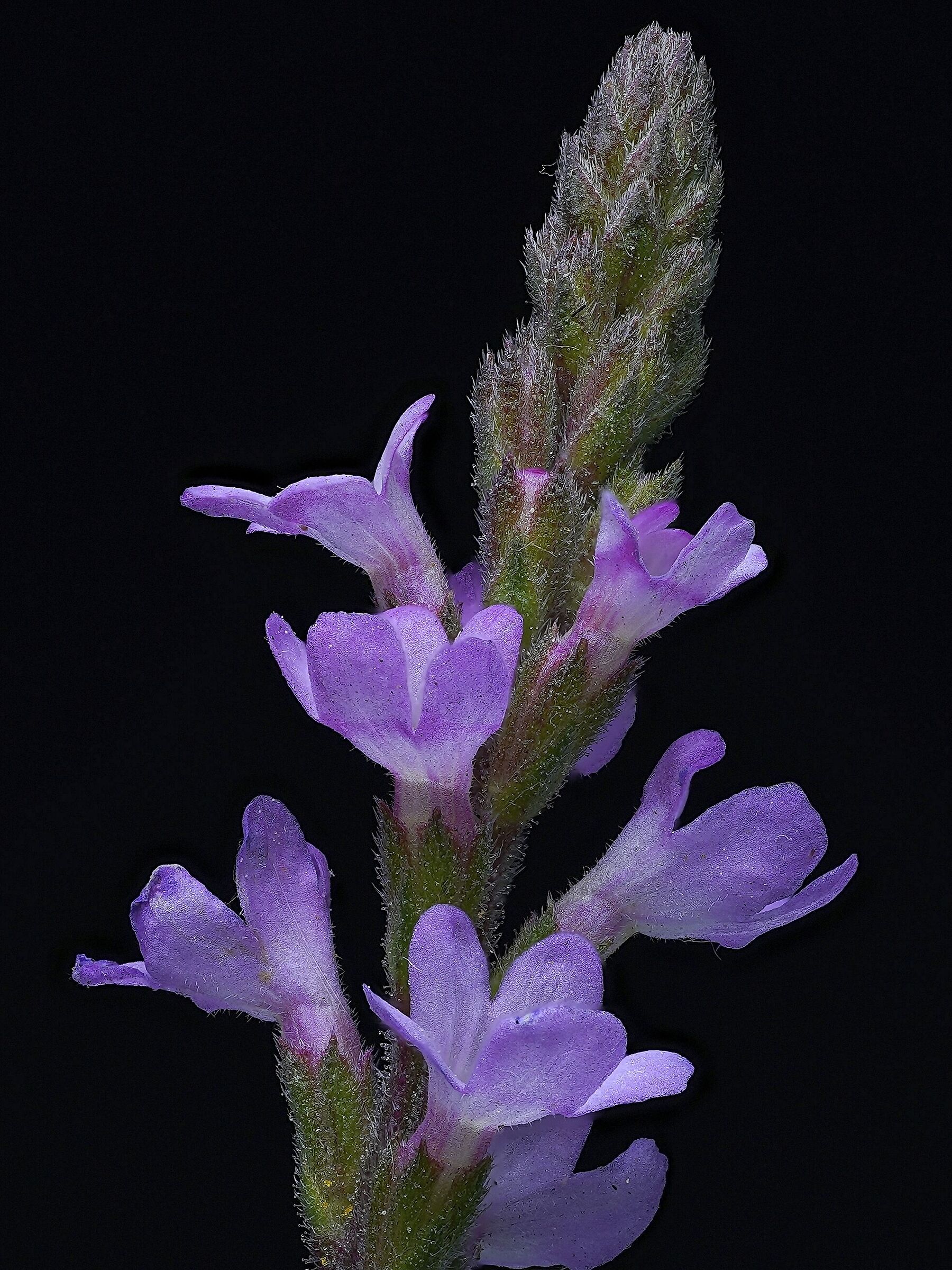 Verbena officinalis