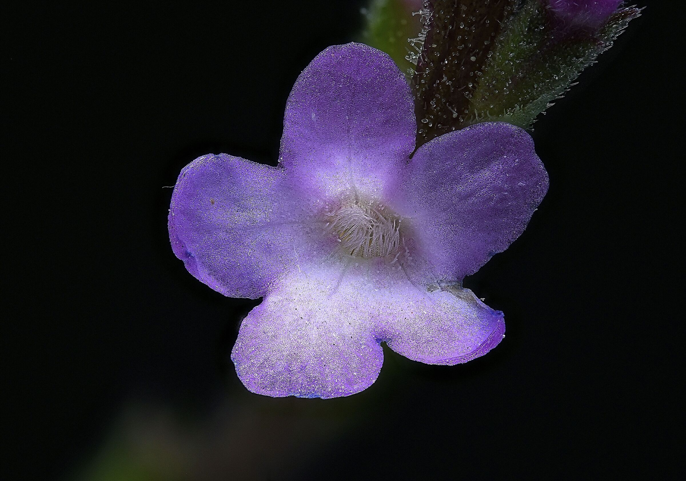 verbena a 4x viola