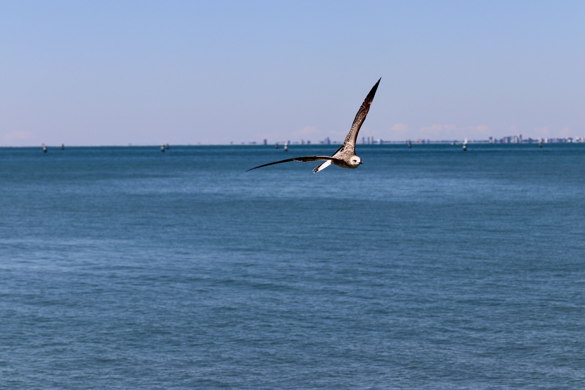 ...viviamo in un'epoca in cui la libertà bera &eg...