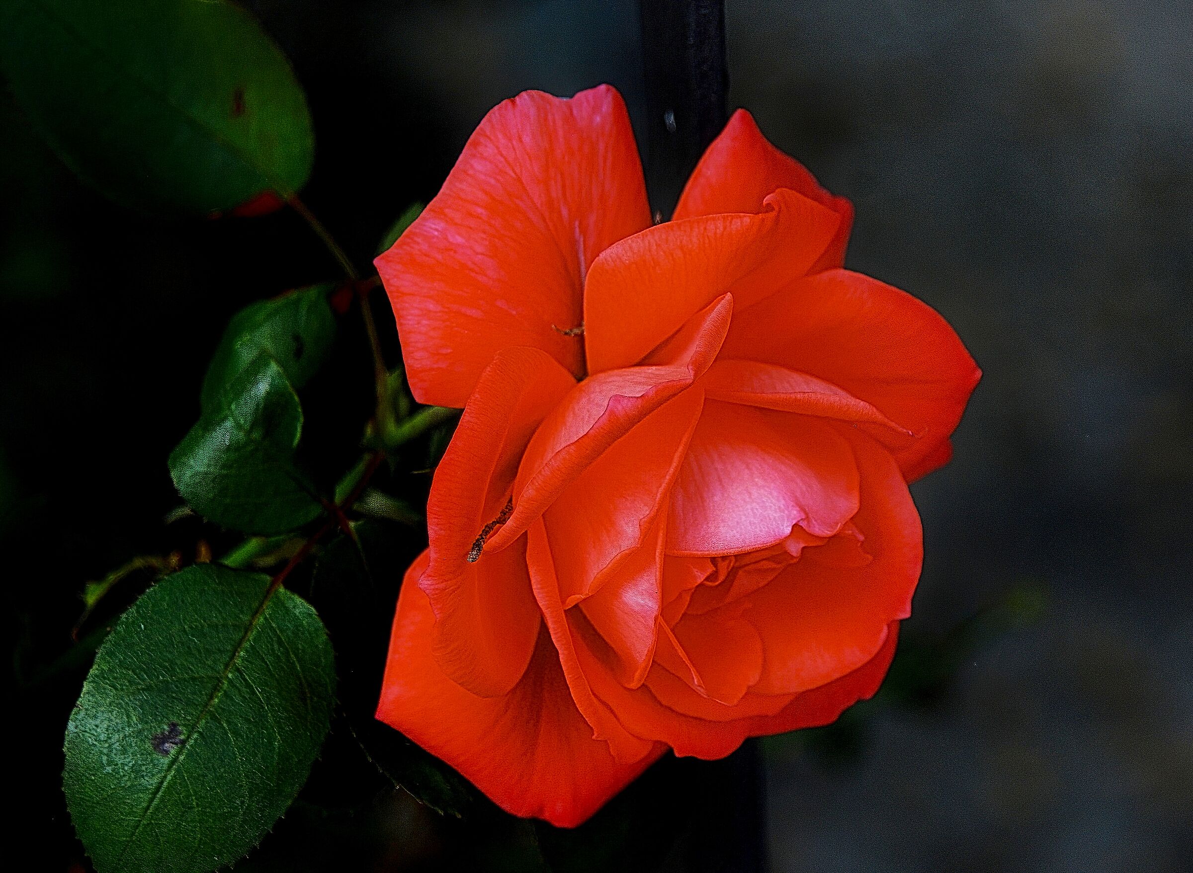 The last rose of summer