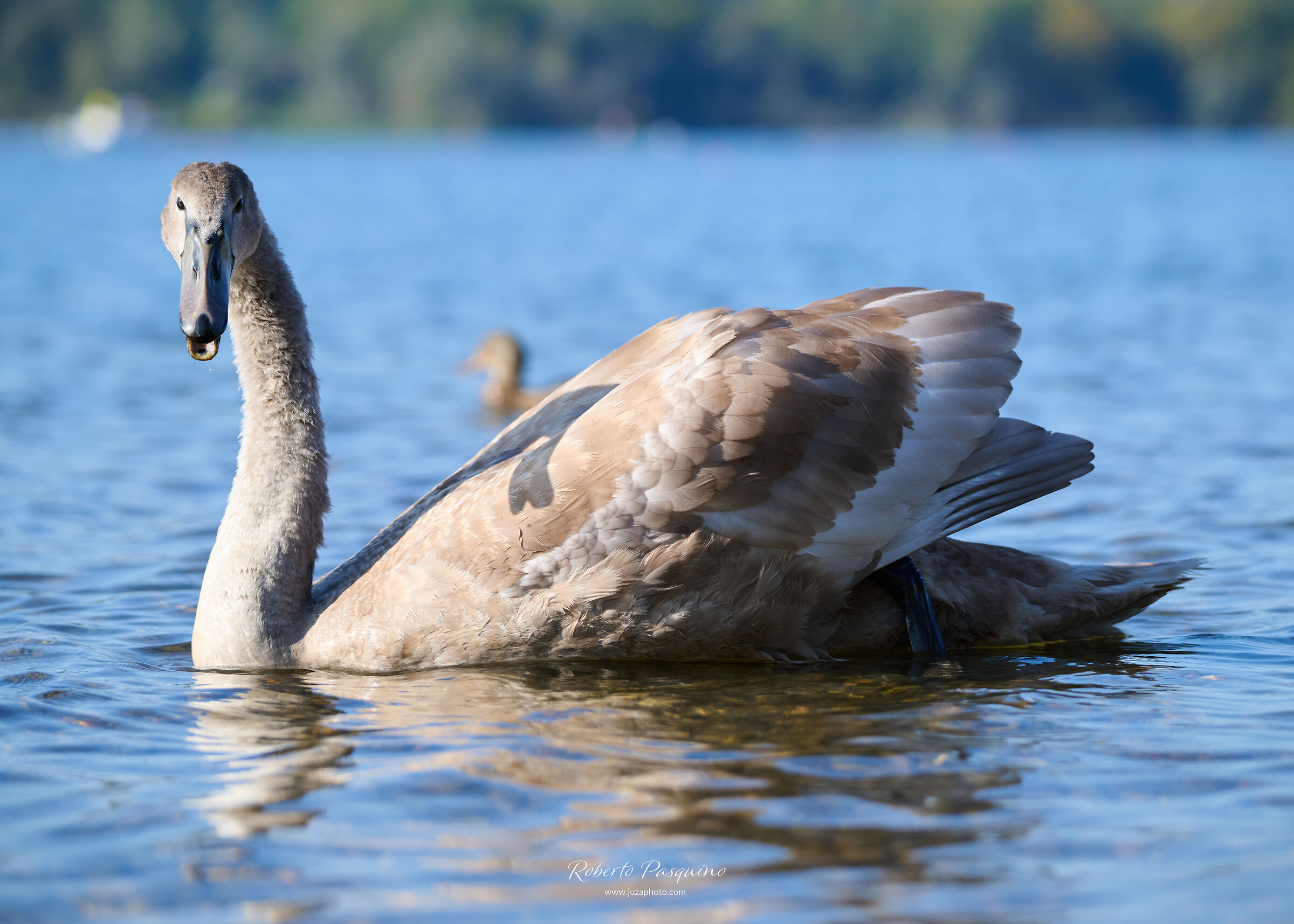 Giovane Cigno bianco reale
