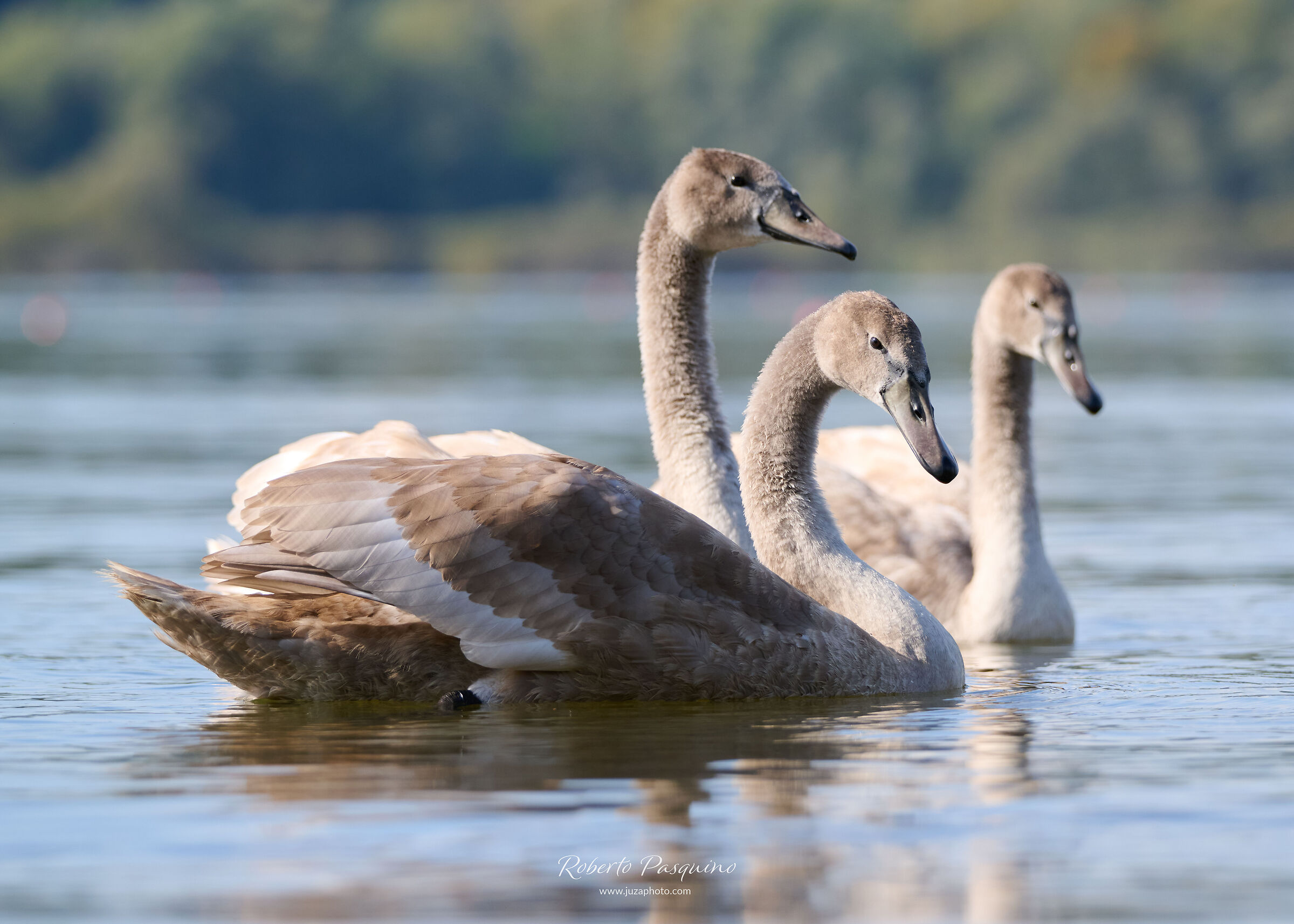 Giovani fratelli di Cigno bianco reale