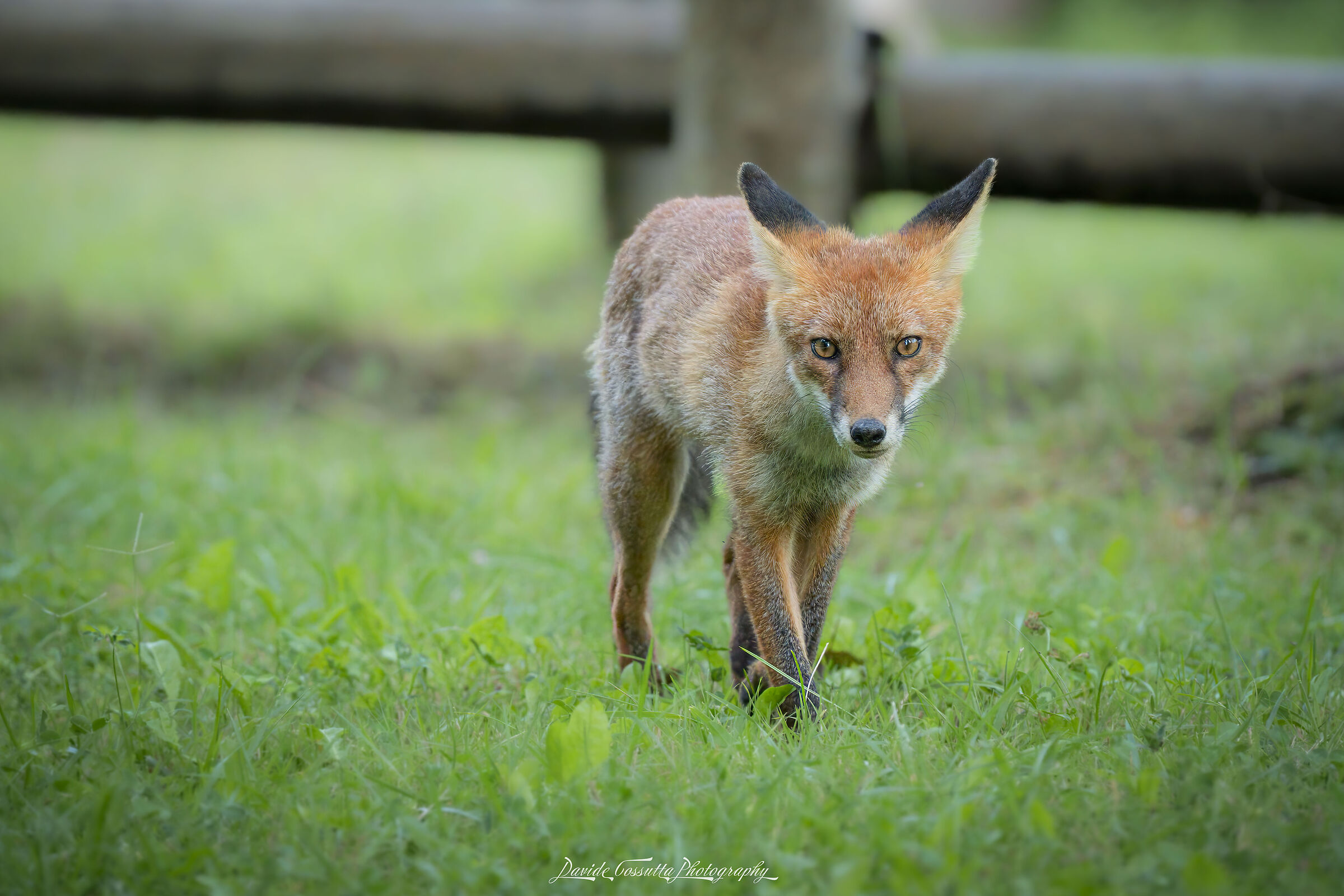 Volpacchiotta curiosa