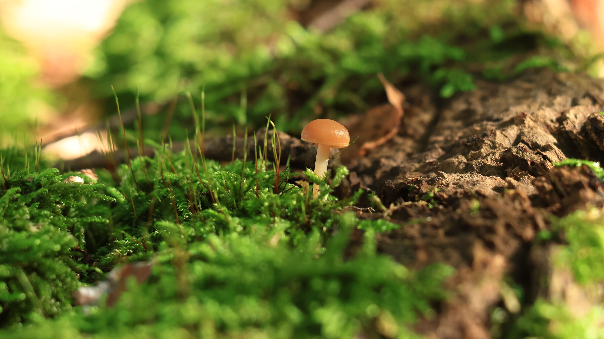 A mushroom