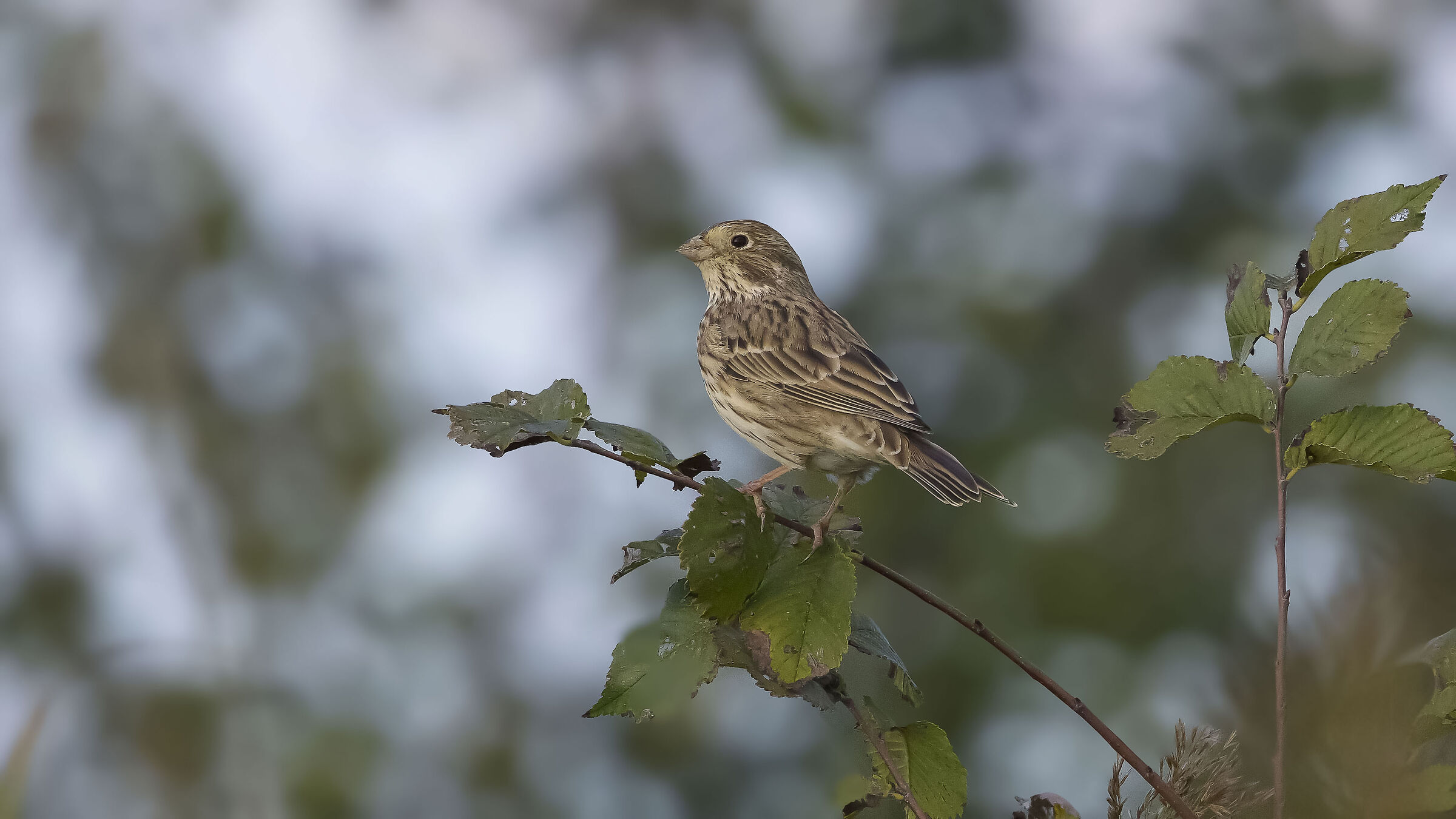 Corn bunting