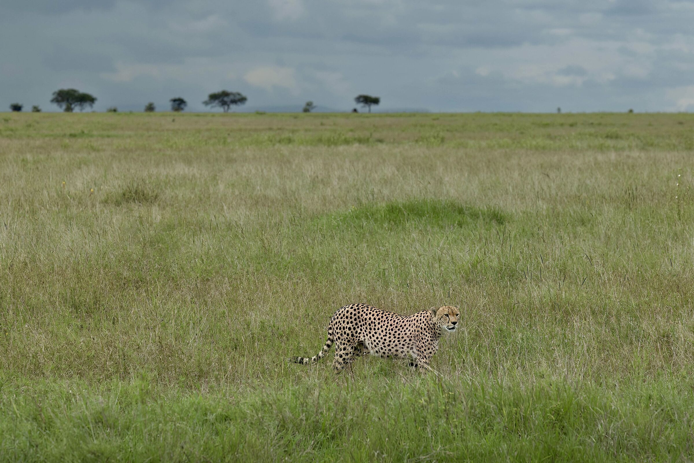 Il senso del ghepardo per lo spazio