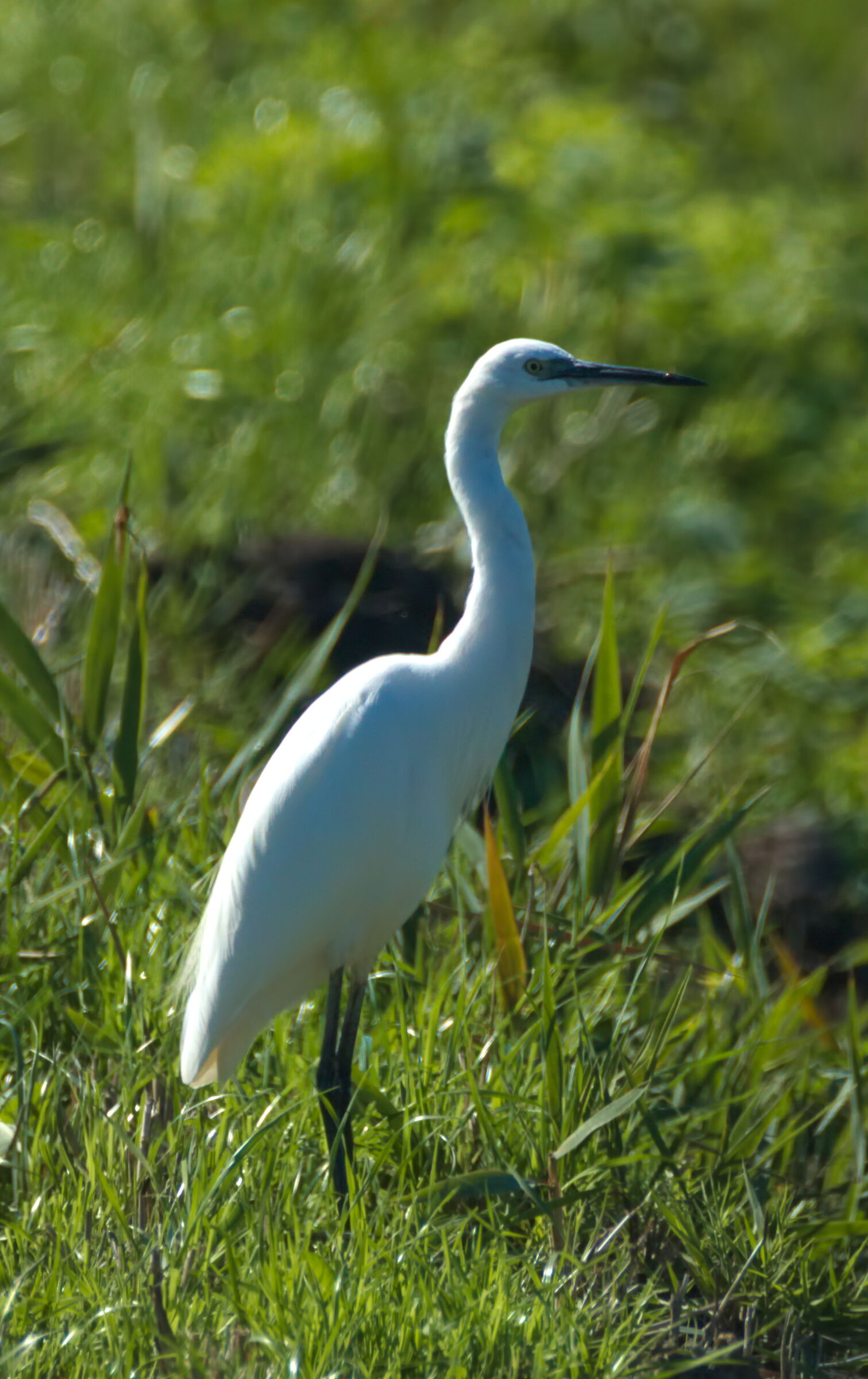 Egret