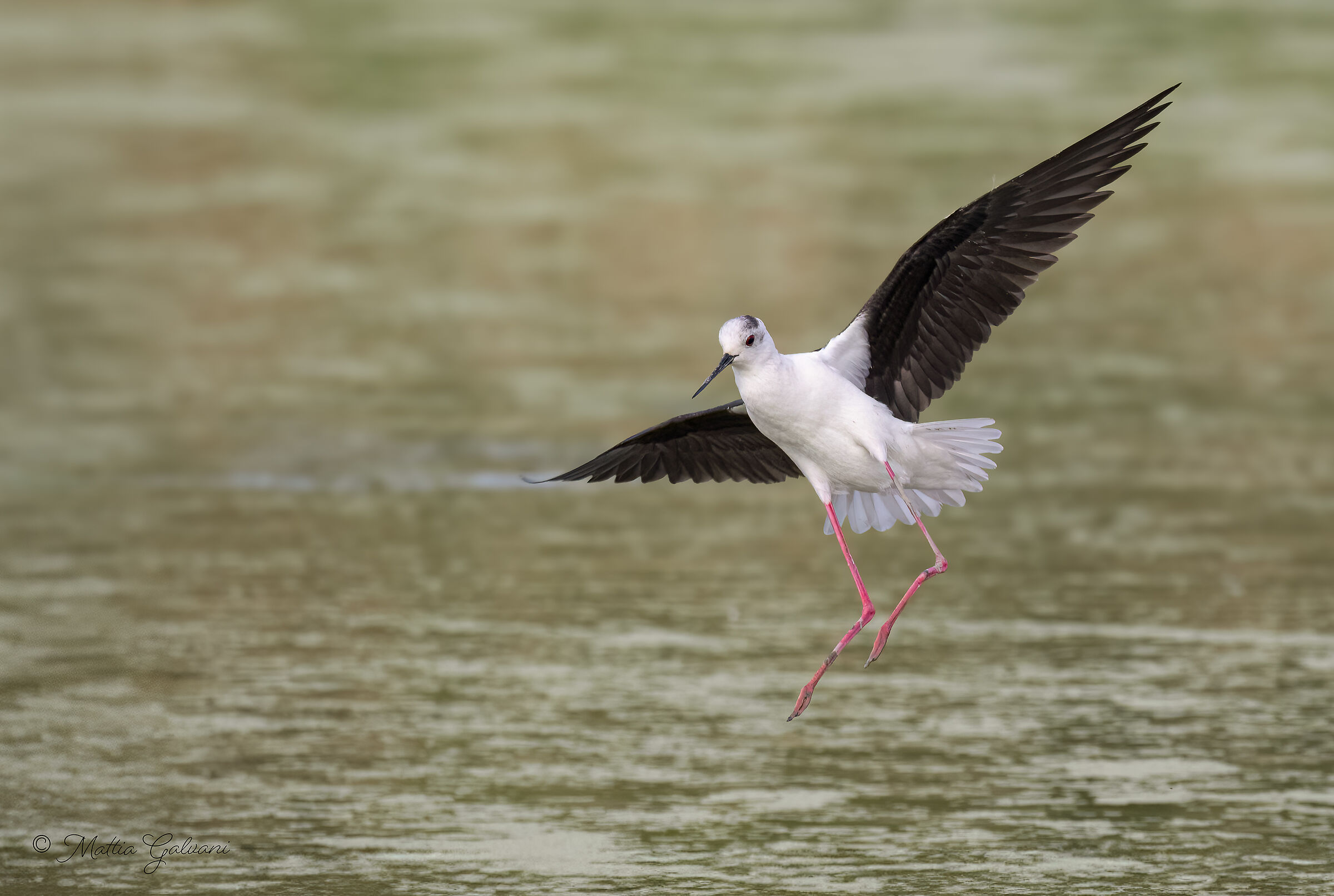 Atterraggio (Cavaliere d'Italia)