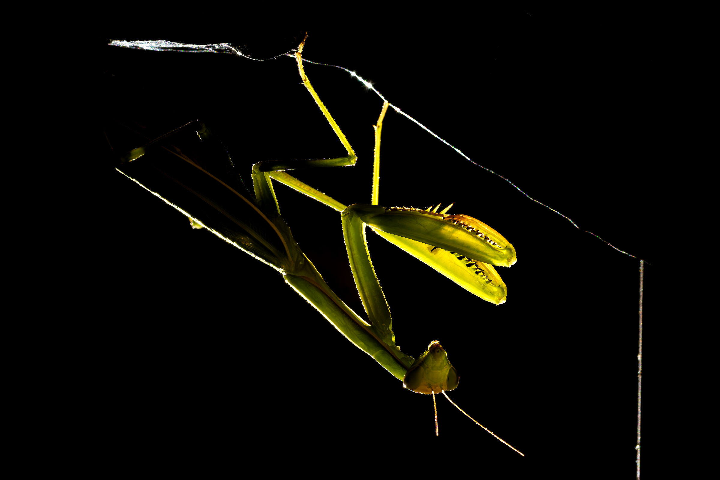 Beauty at night