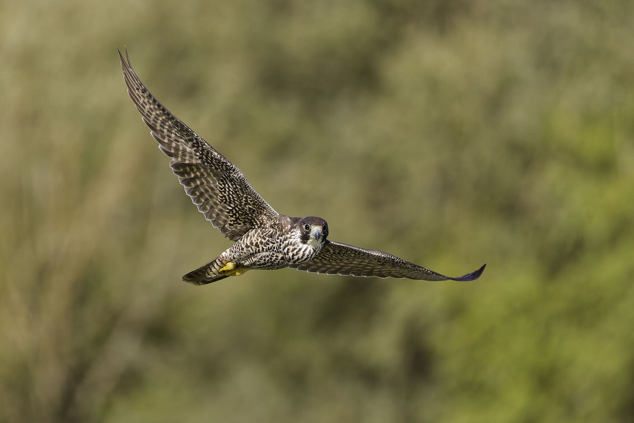 Peregrine falcon hunting