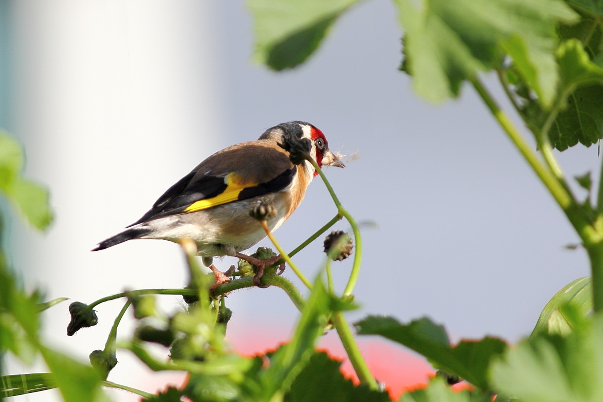 Cardellino (Carduelis carduelis)