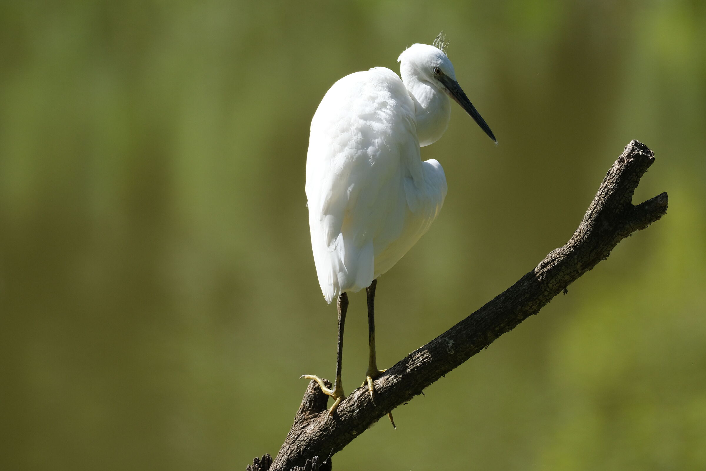 Heron
