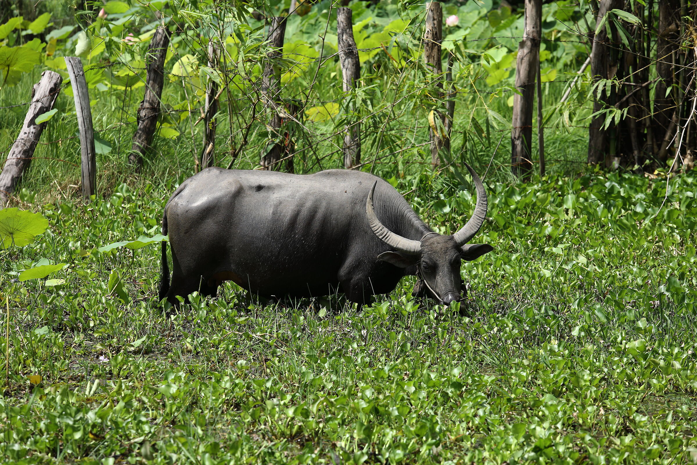 Wild water buffalo