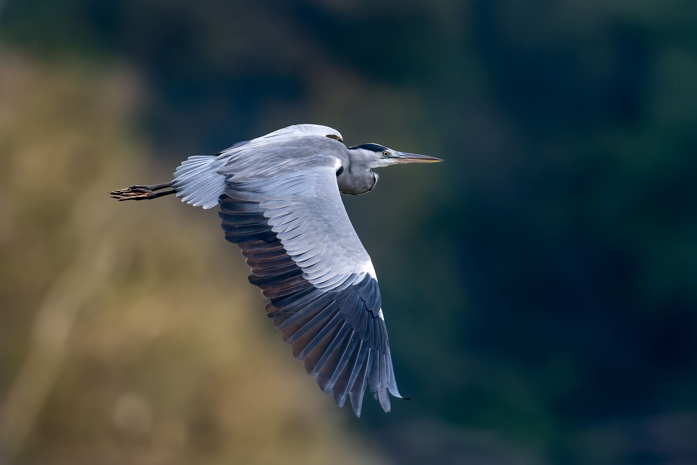 Grey heron