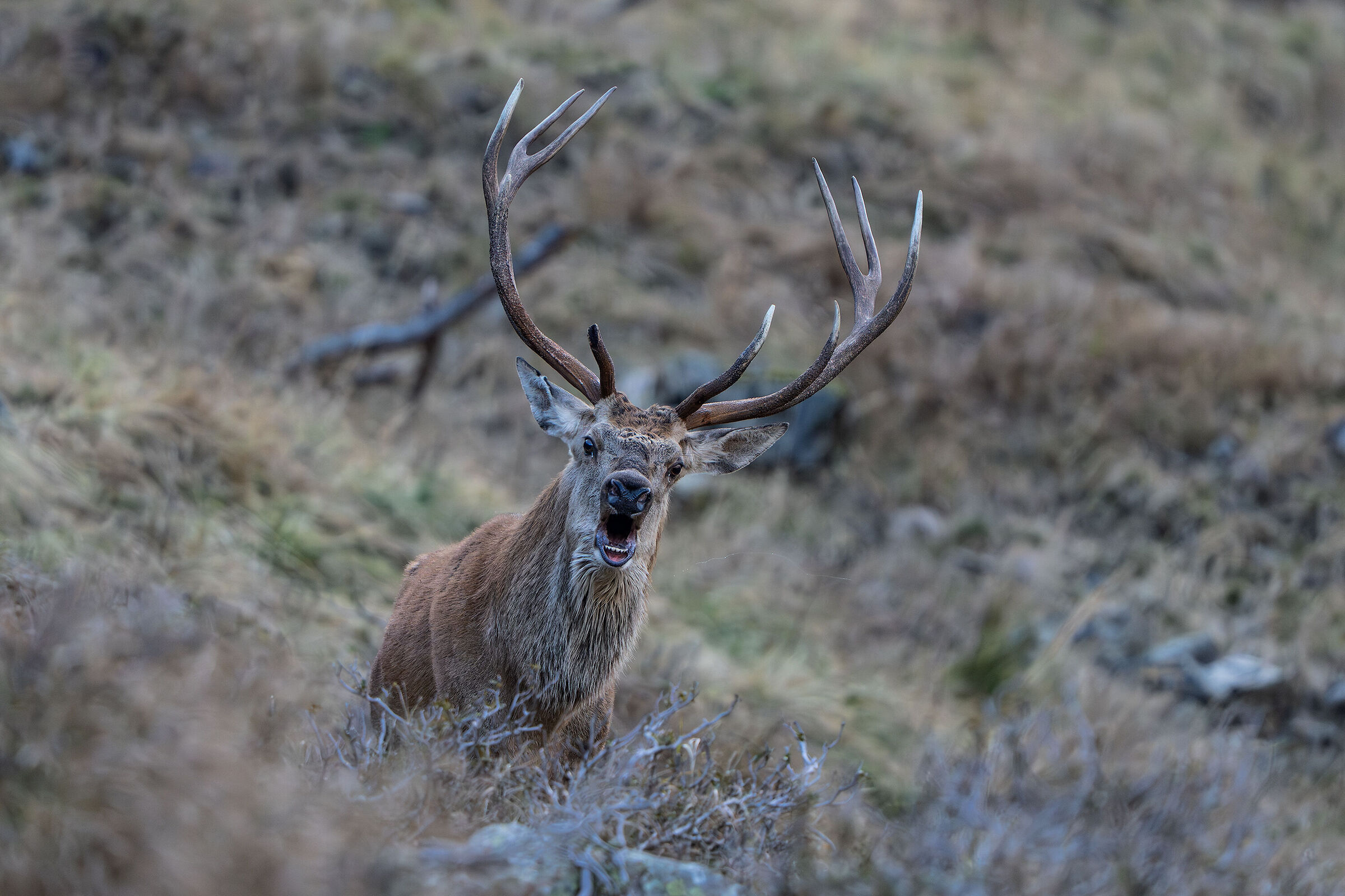 Bramito 2025 alpi carniche