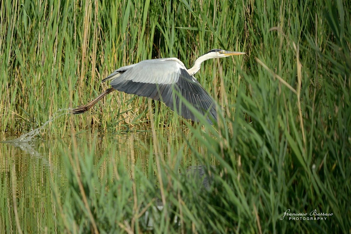 Grey Heron