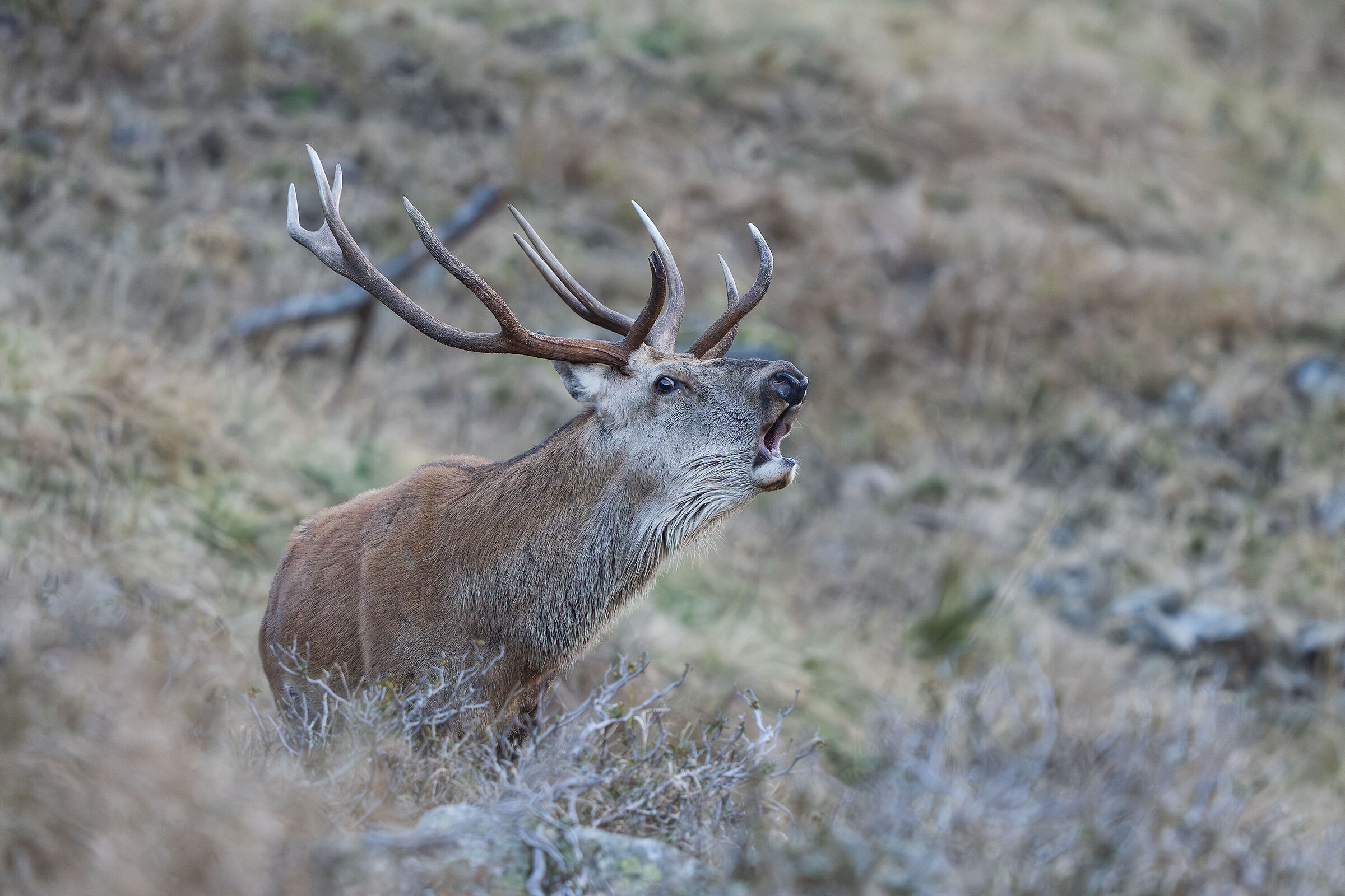 Bramito 2025 alpi carniche