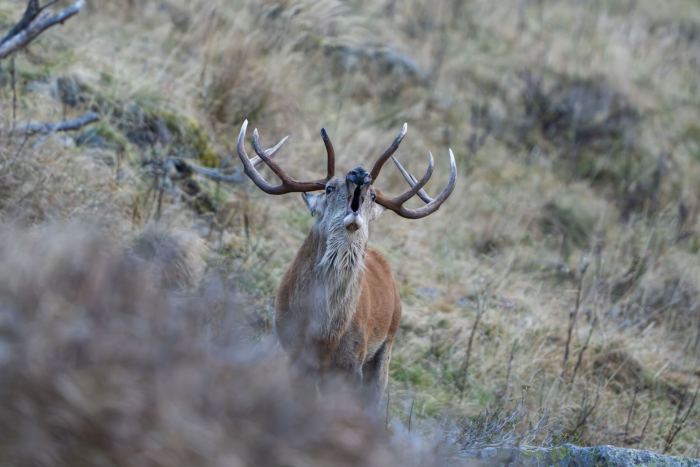 Bramito 2025 alpi carniche