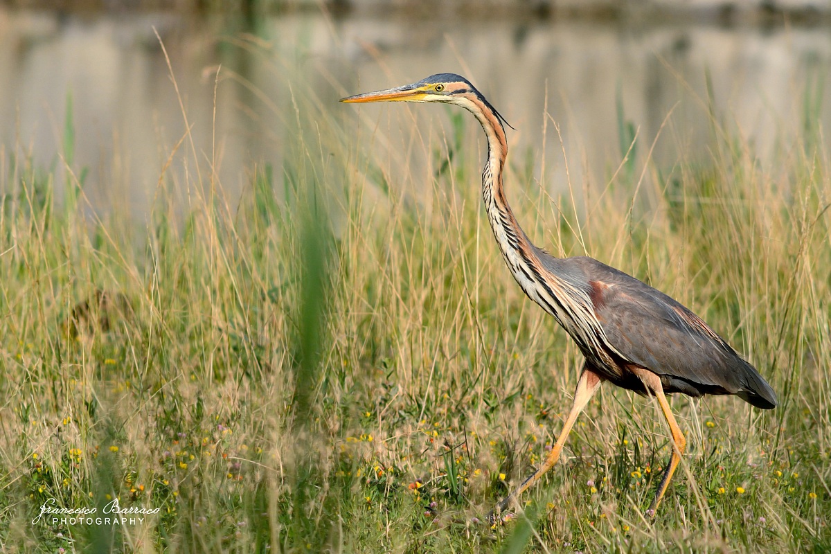Purple Heron