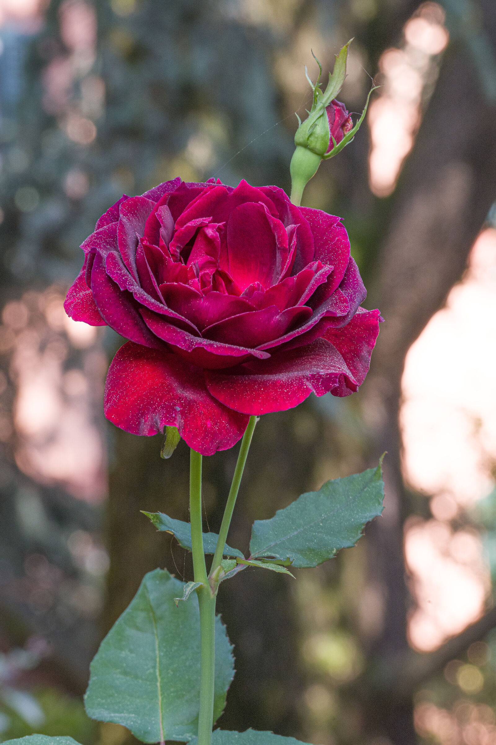 October Rose