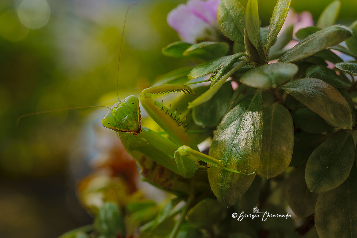 Mantide religiosa (Mantis religiosa)
