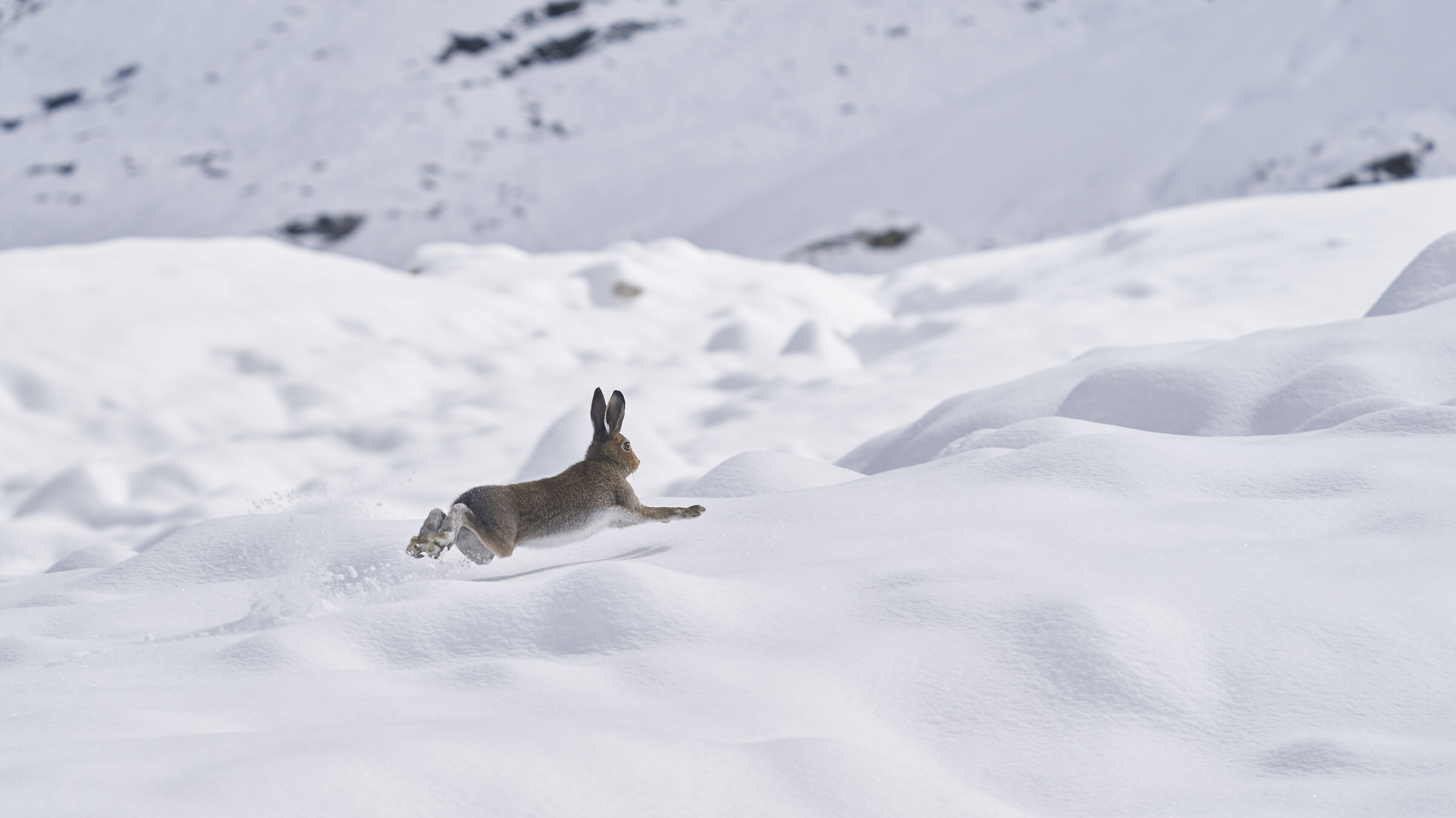 Variable hare