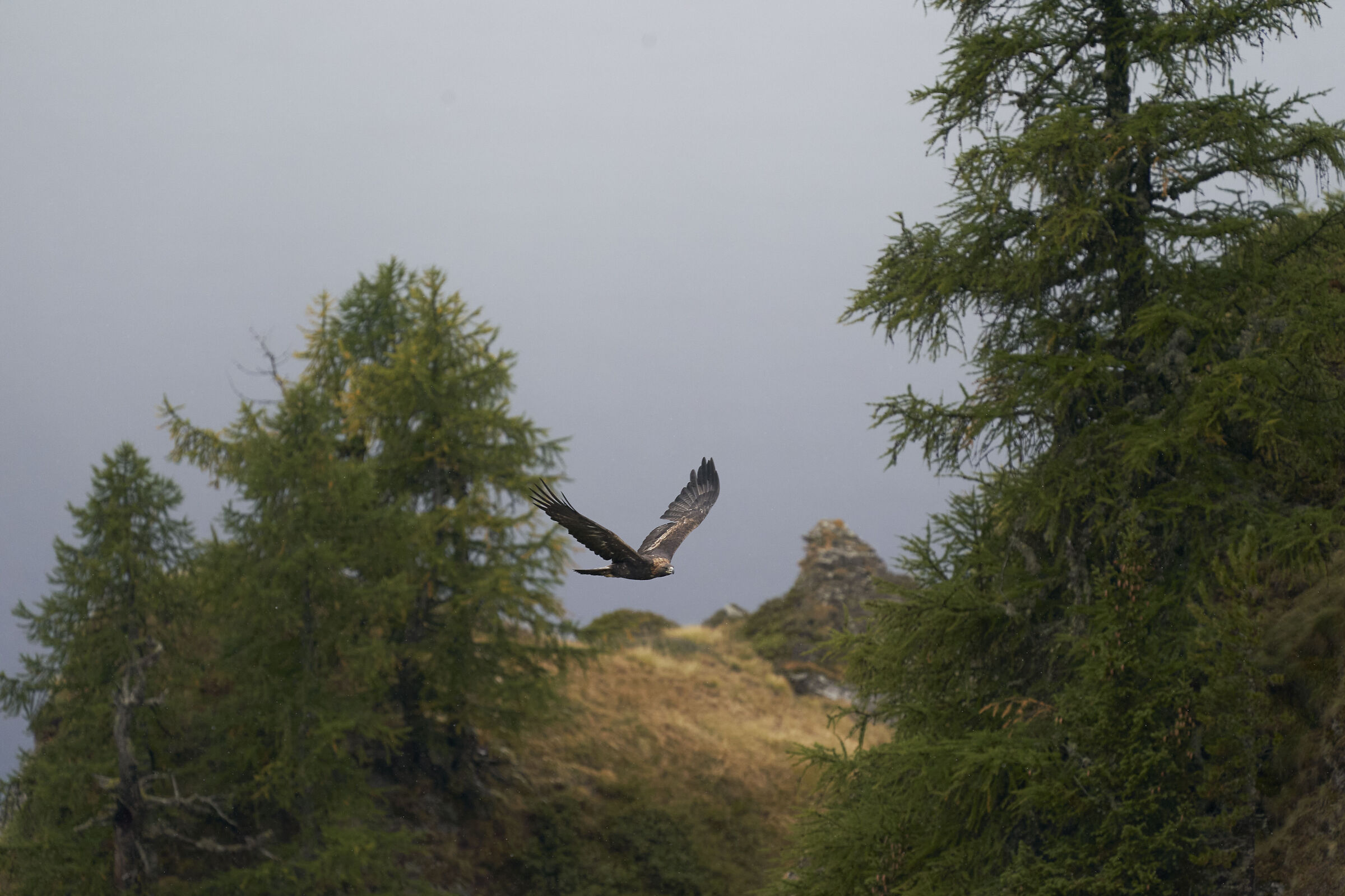 Golden eagle