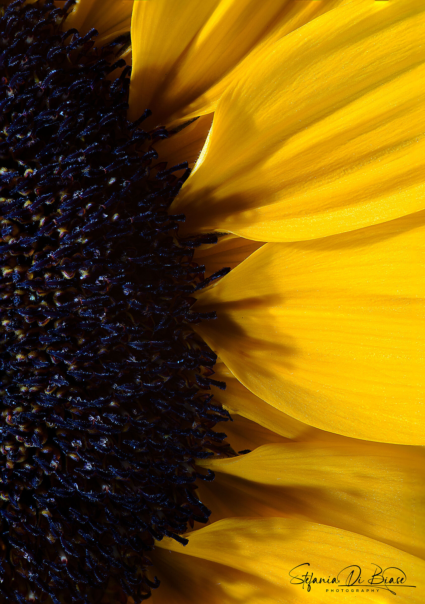 Sunflower Macro Drops