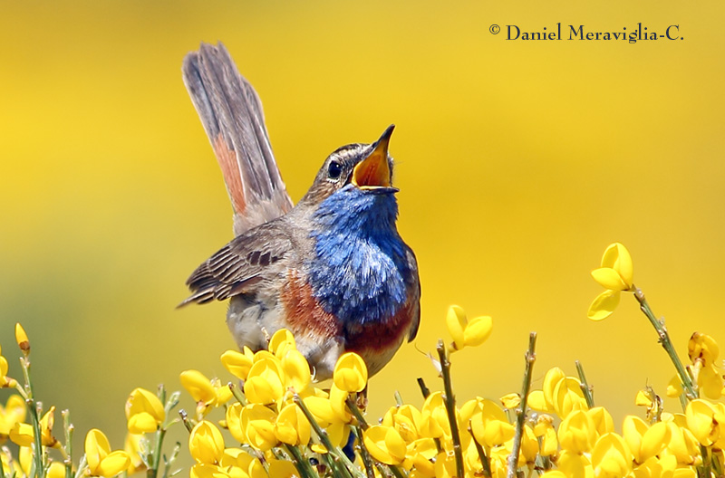 Bluethroat