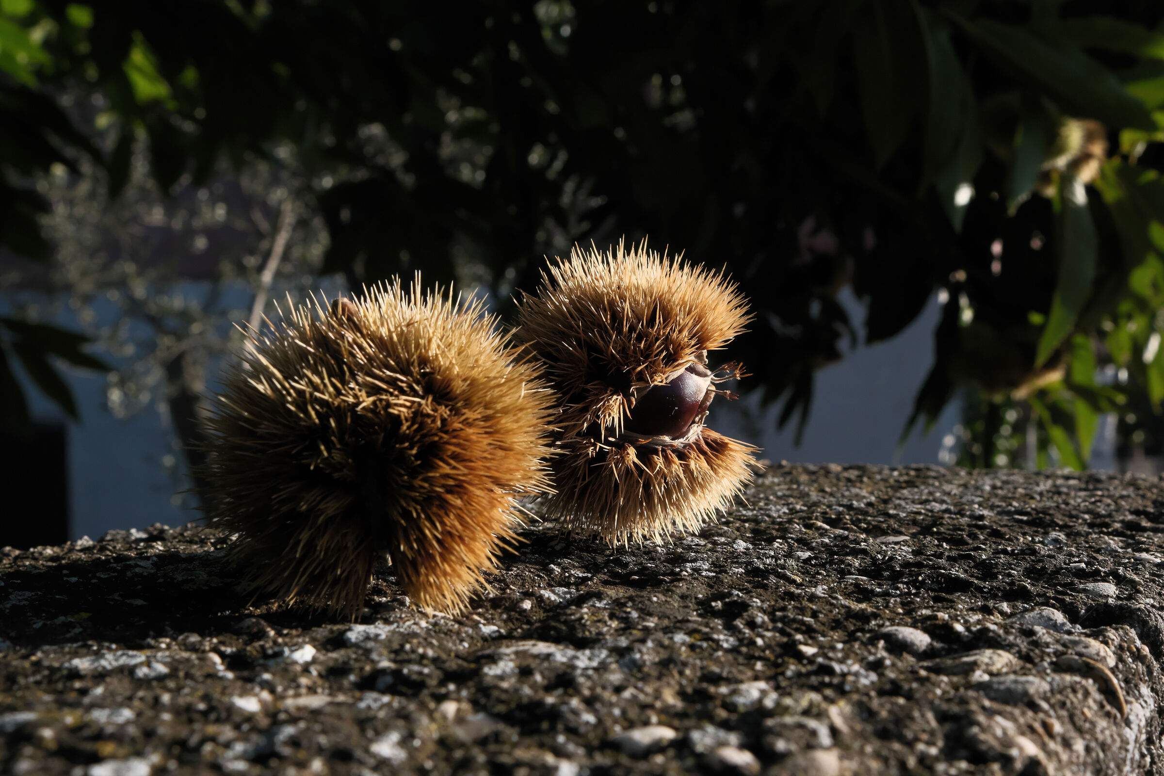 Kissed by the morning sun