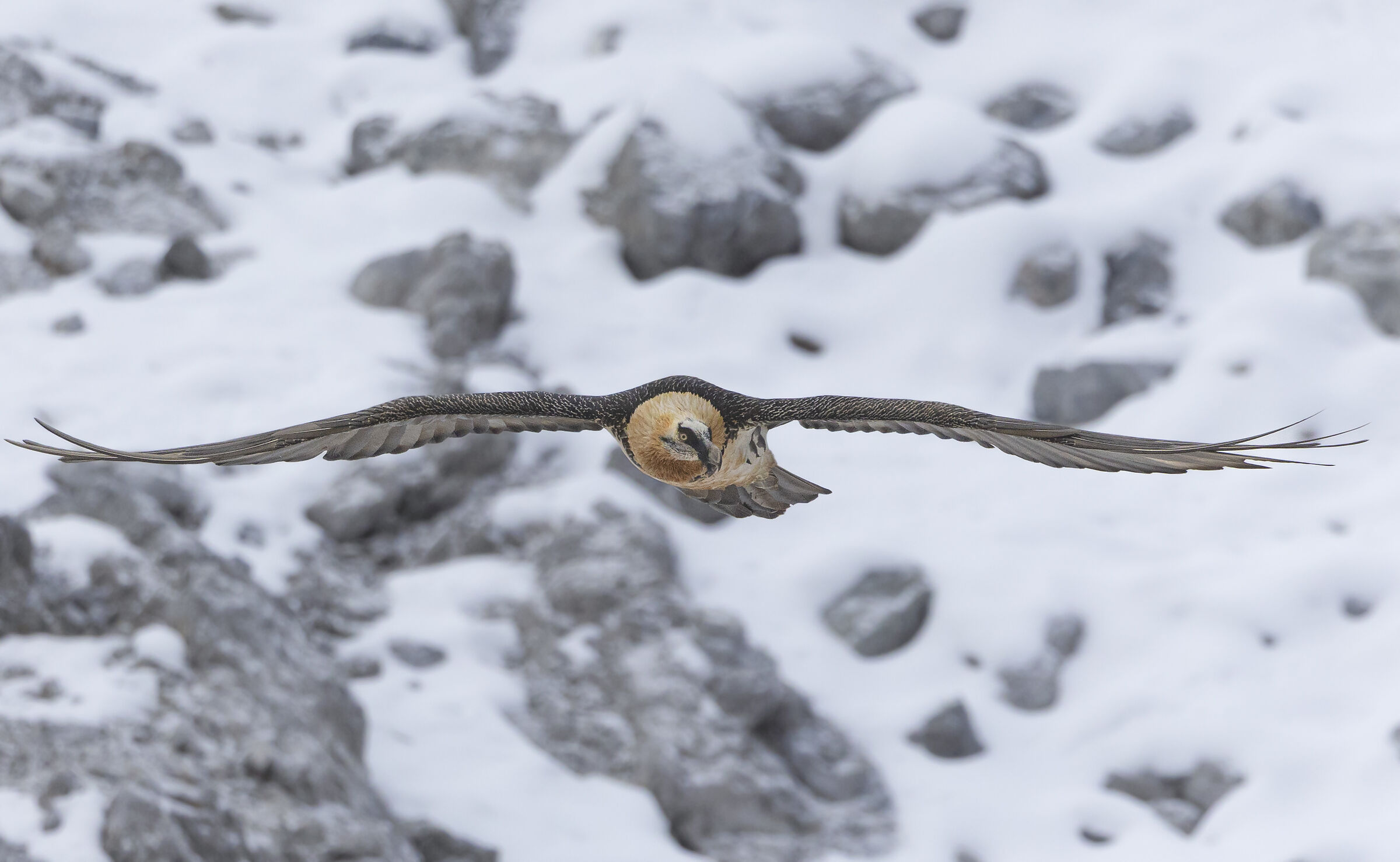Frontal bearded vulture snow background, October 2025