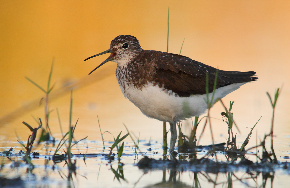 Green Sandpiper