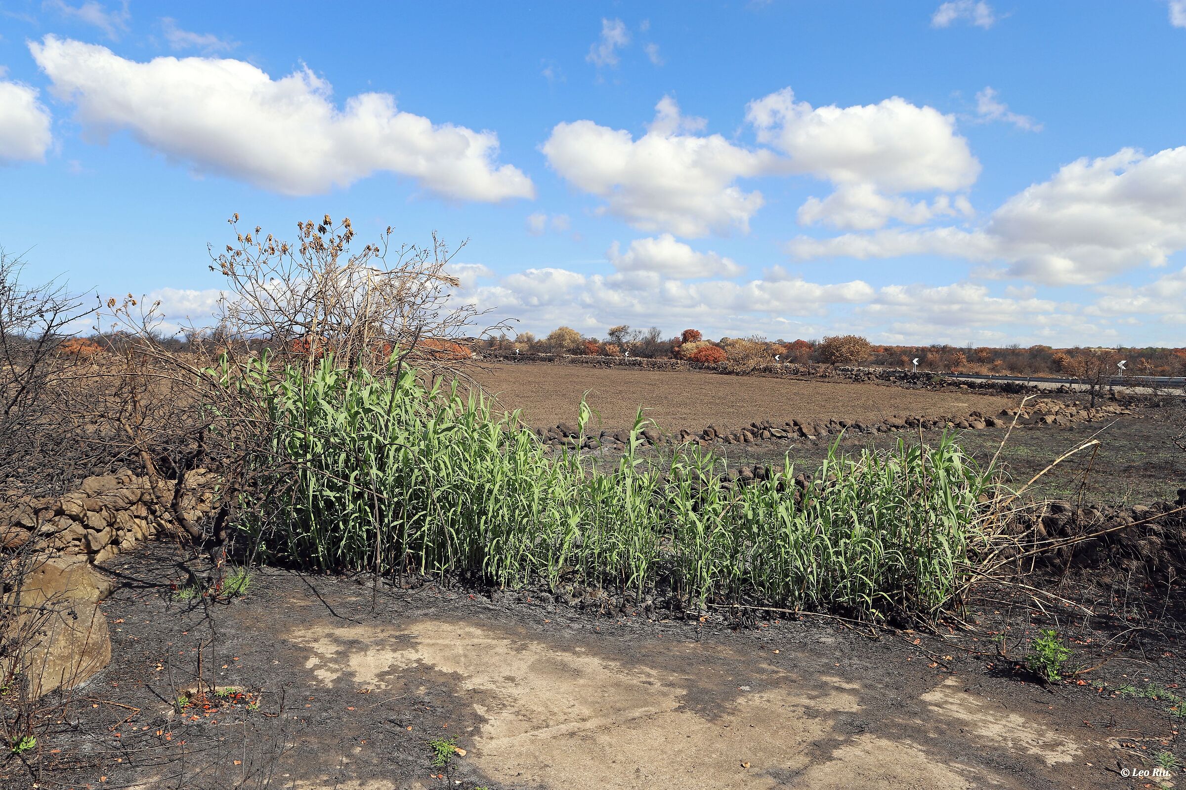 Sardinia, fire hurts but never wins