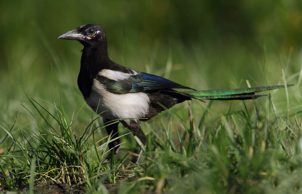 Magpie