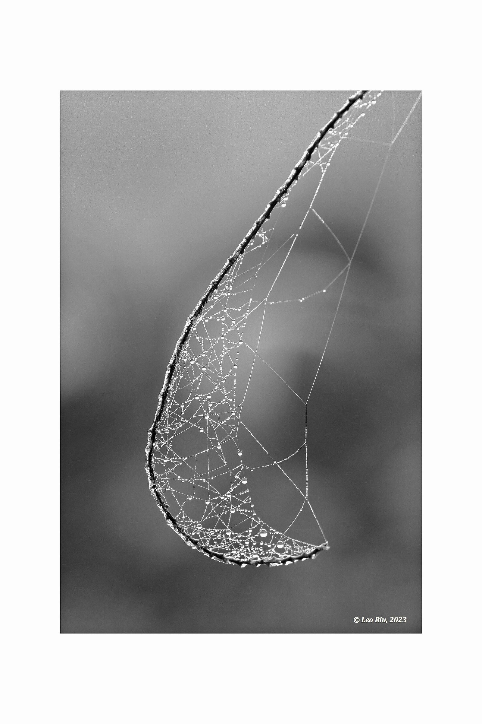 Slender silk threads, dewdrops 1