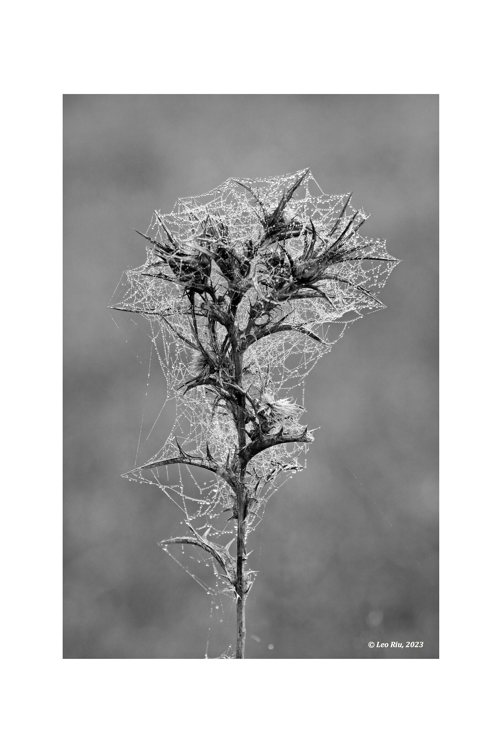 Slender silk threads, dewdrops 2