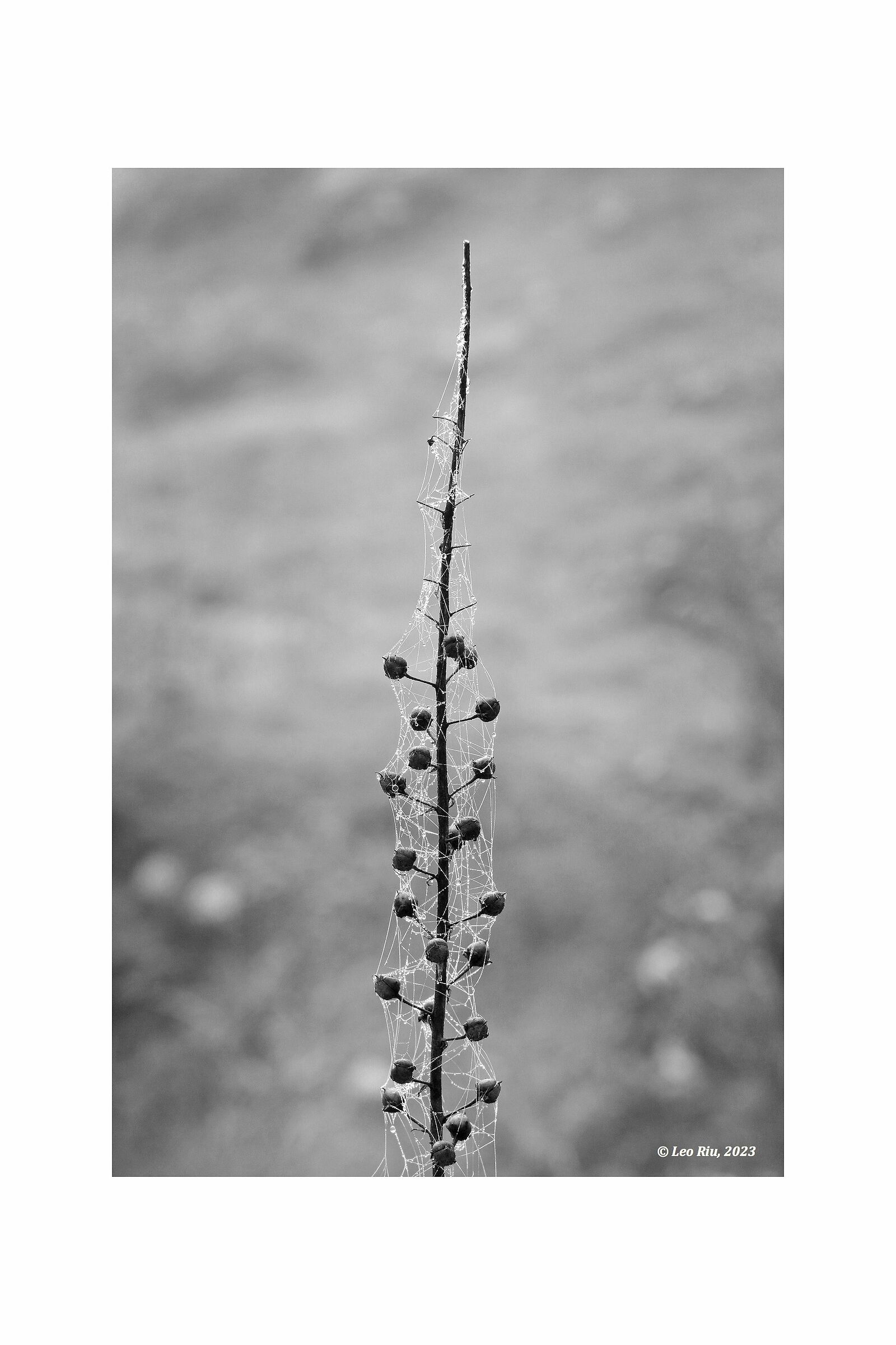Thin silk threads, dewdrops