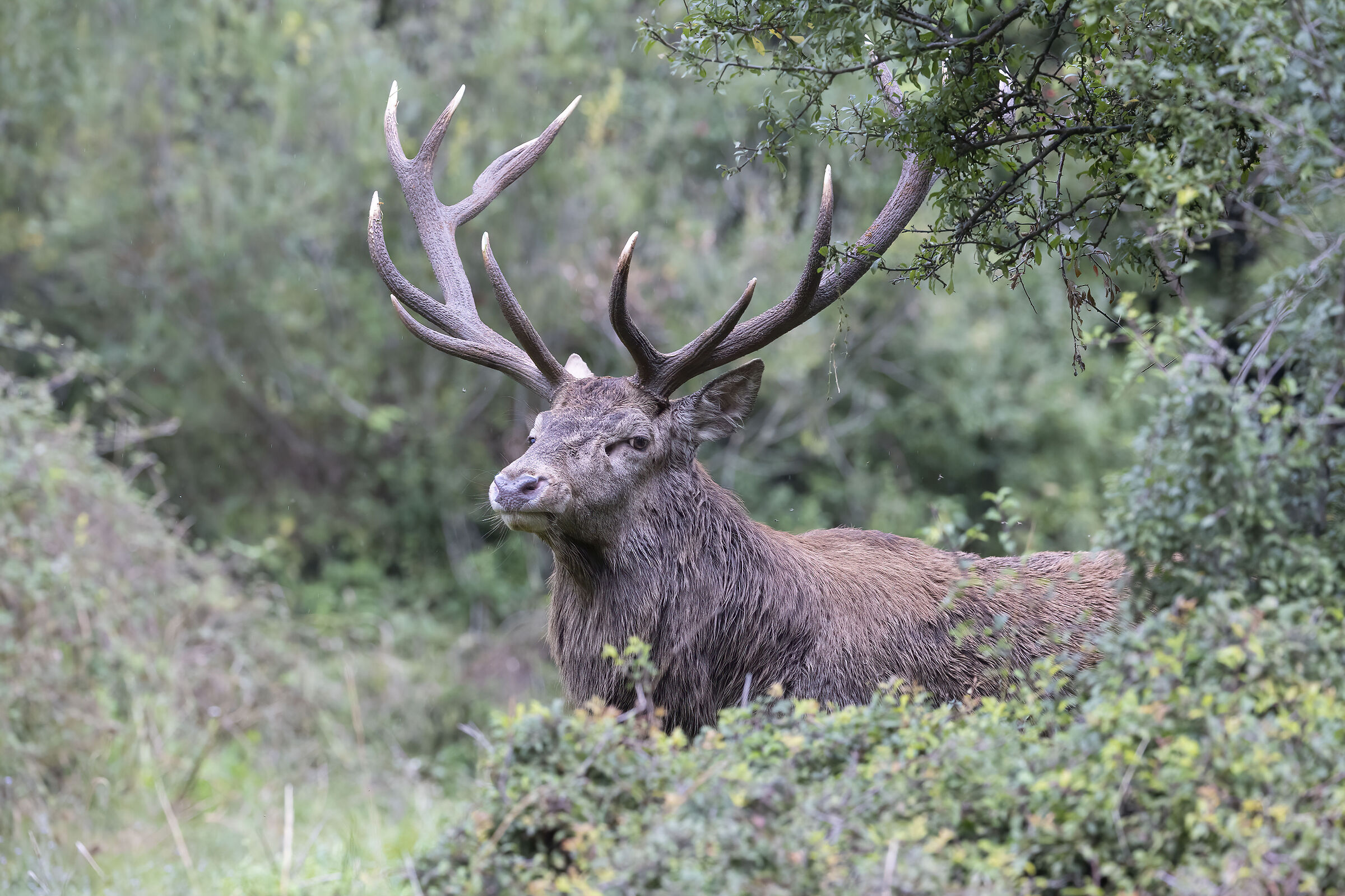 A view of the bush, September 2025
