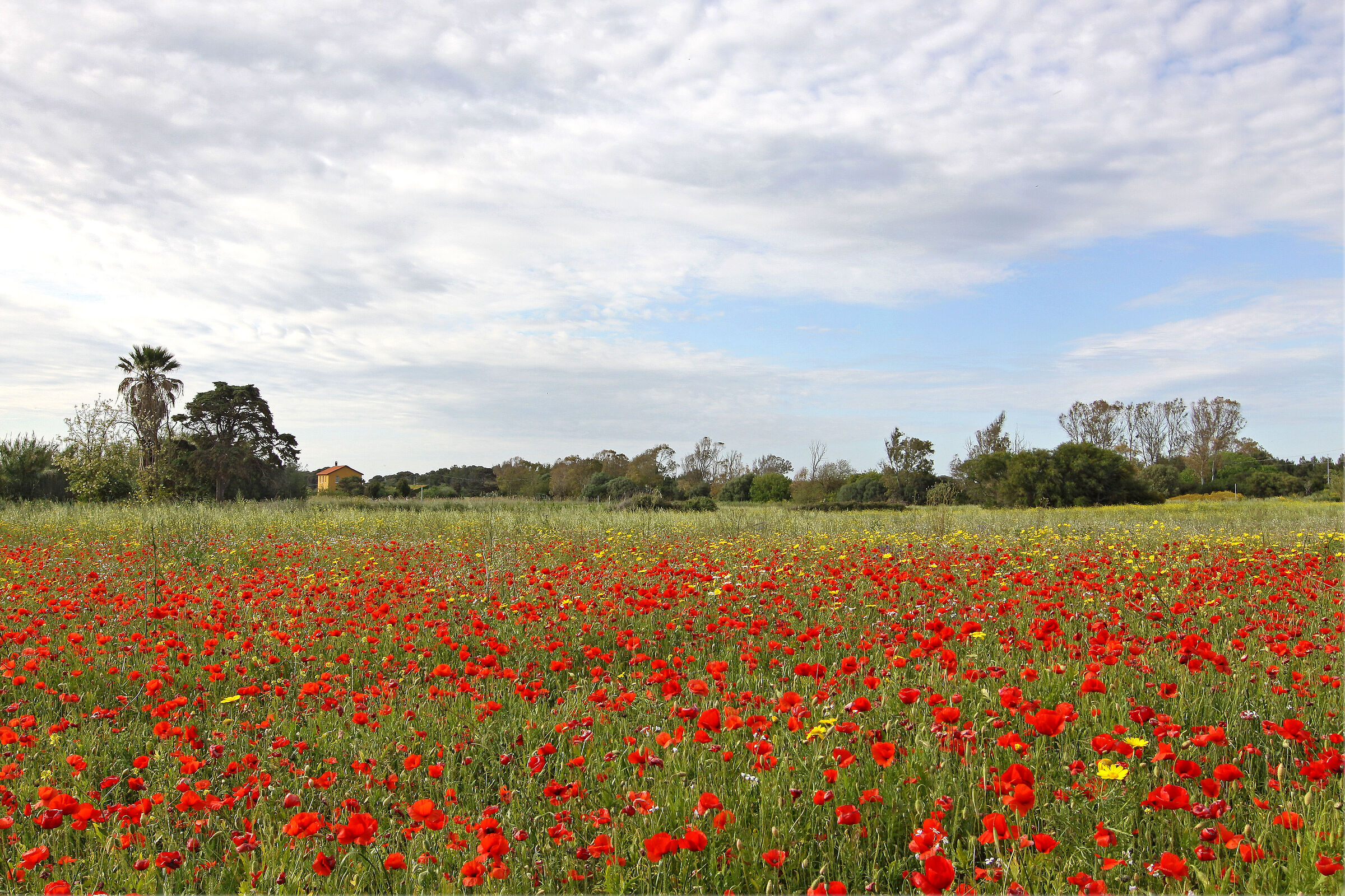 "The poppy field", inspired by the famous painting Van Gogh