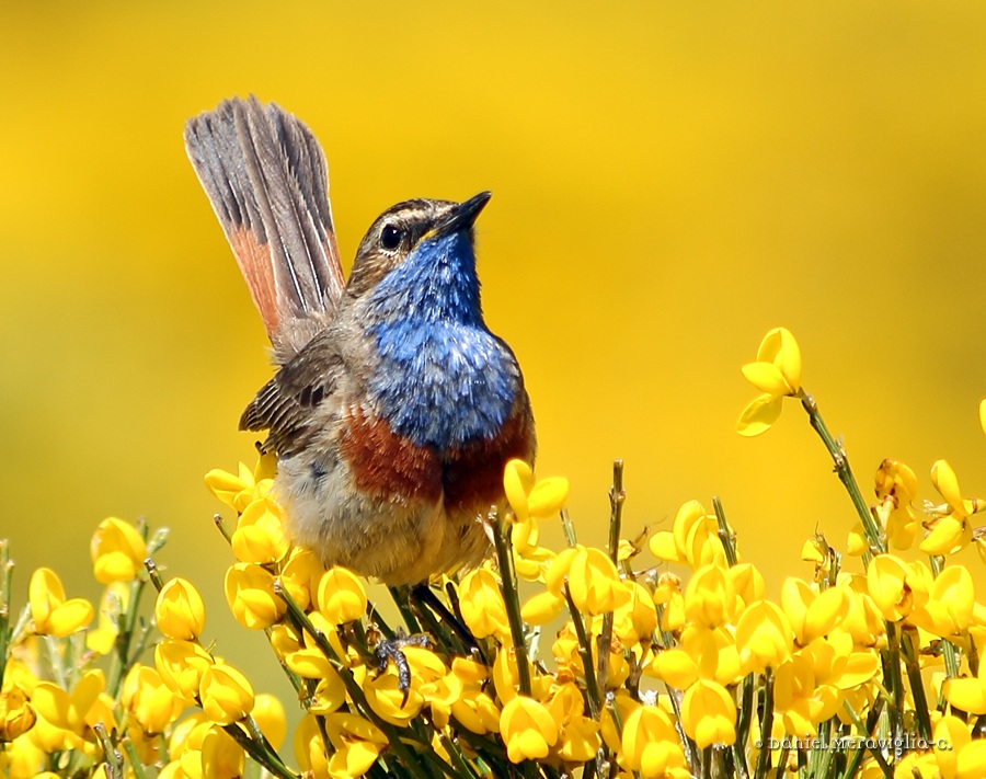 Bluethroat 02