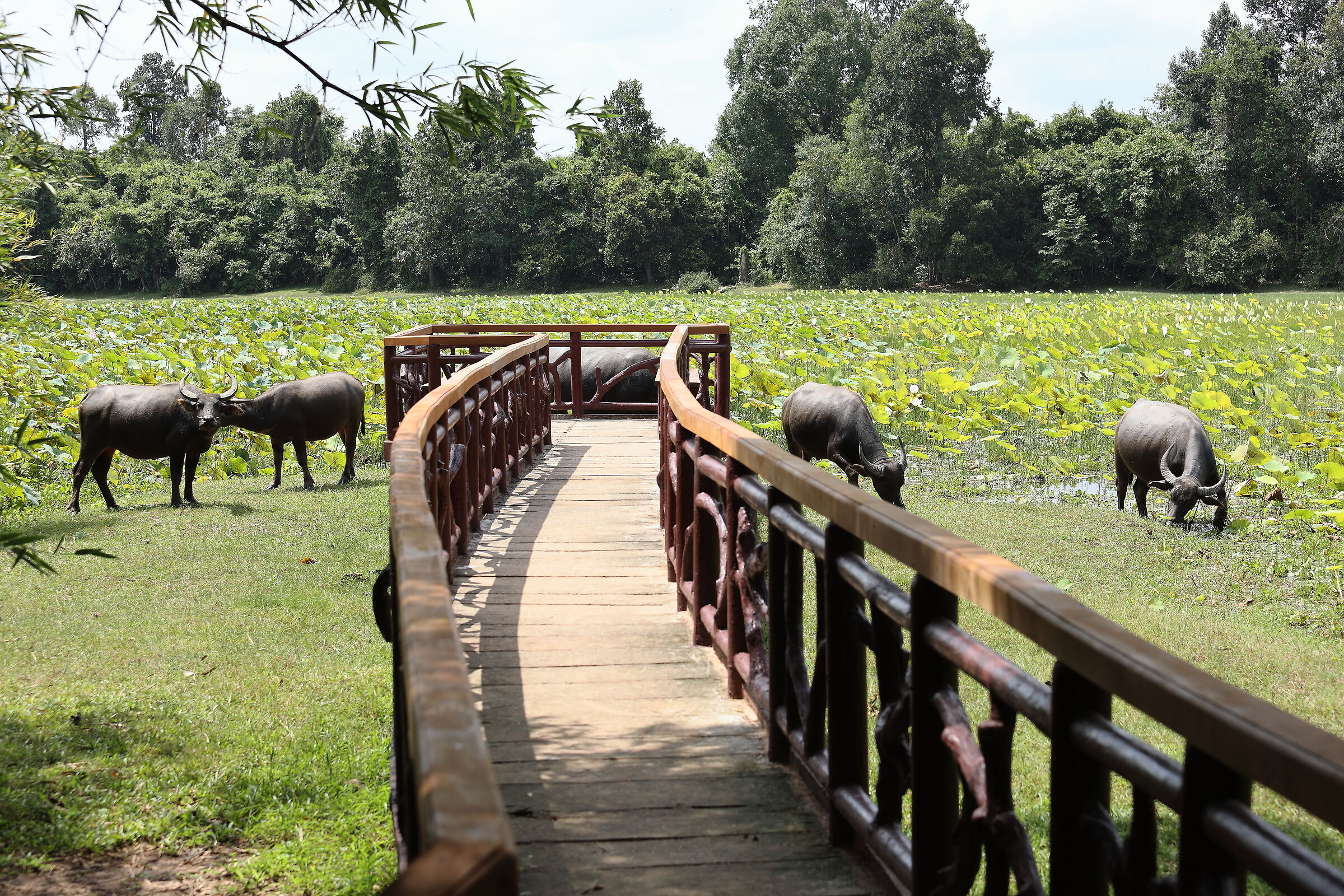 "Being like an elephant in a glassware"