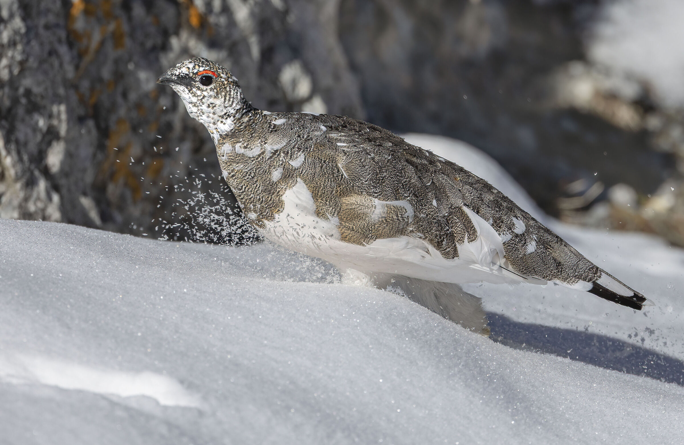 Between Snow Spray, ptarmigan, September 2025